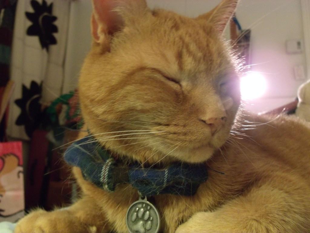 Clément le chat posant avec son élégant noeud papillon.