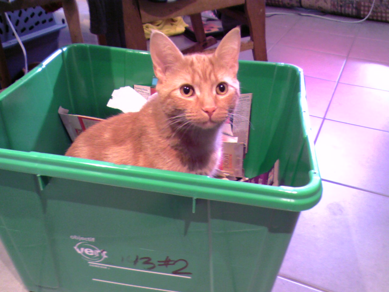 Chaton assis dans le petit bac de recyclage l'air très satisfait.