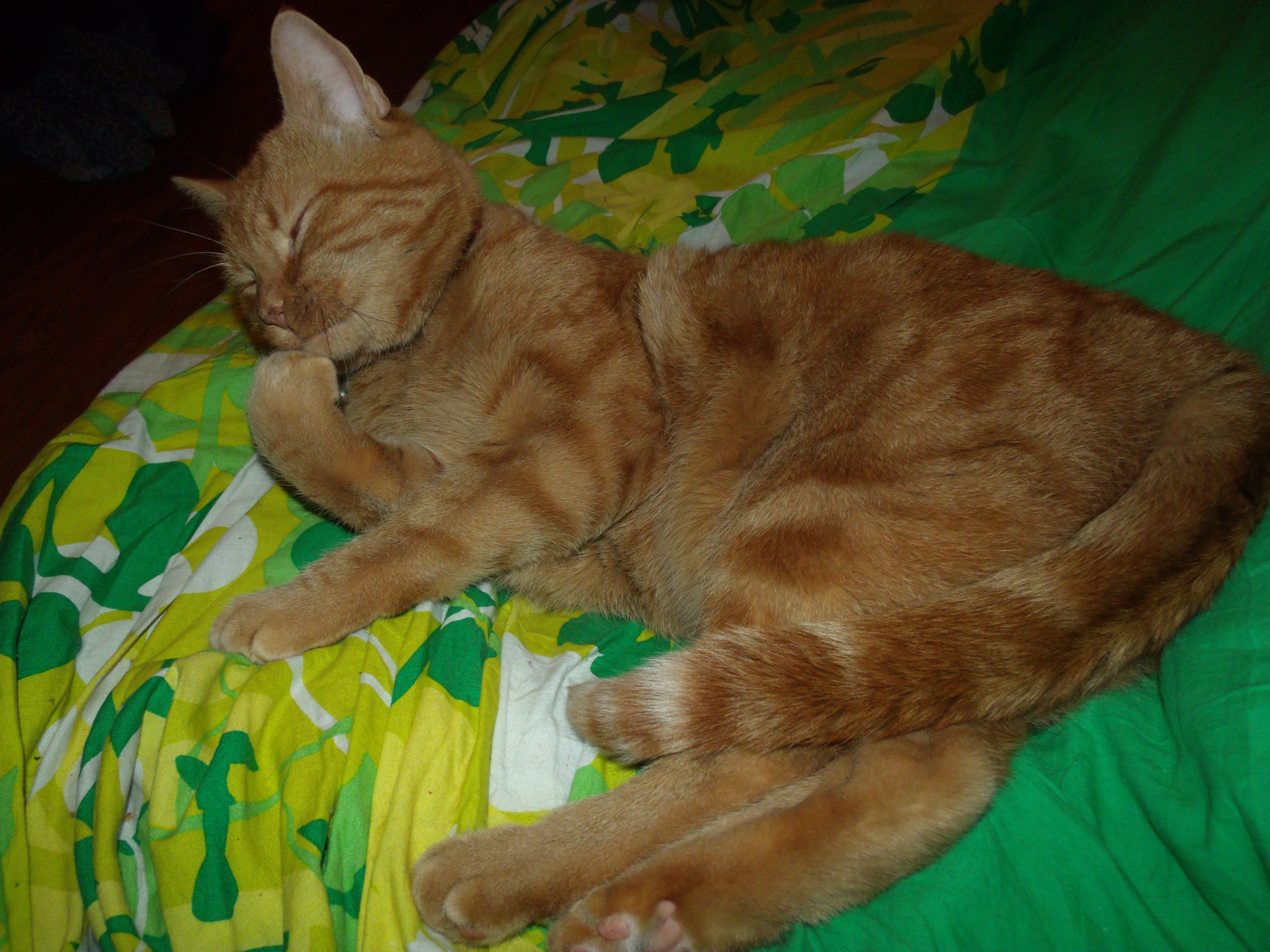 Clément, un chat très propre, fait sa toilette.