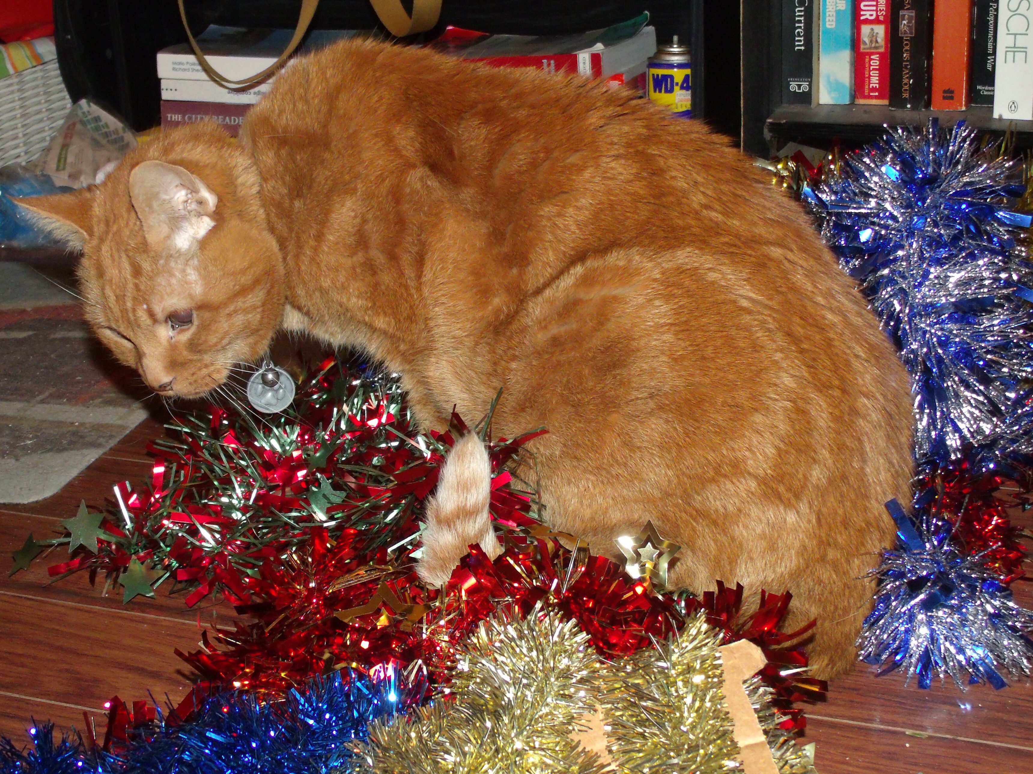 Clément le chat qui inspecte les guirlandes de Noël avec soin