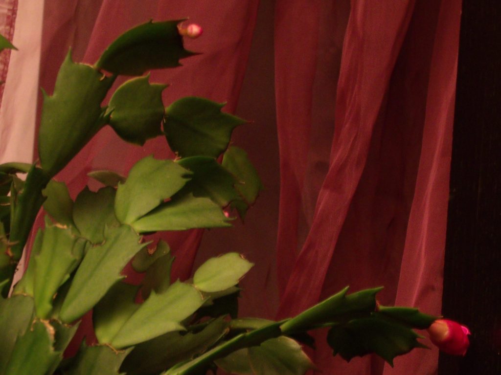 Cactus de Noël sur le point de fleurir.