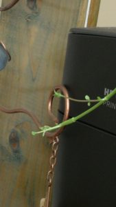 Bouture de menthe chocolatée, nouvelle tige qui se pointe.