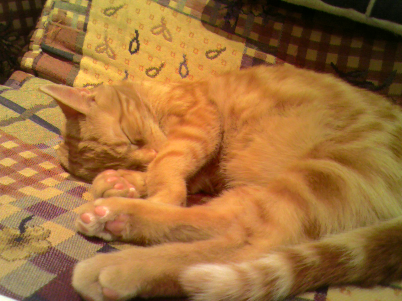 Tout petit chaton couché en boule en mode camouflage avec le futon.