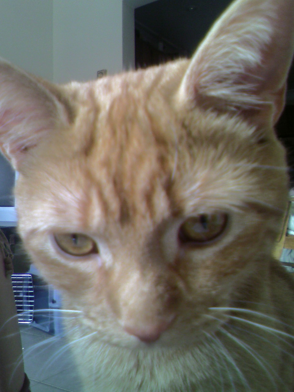 Gros plan sur Clément le chat qui n'a l'air ni convaincu ni impressionné. Derrière lui on aperçoit un bout de sa cage flou.