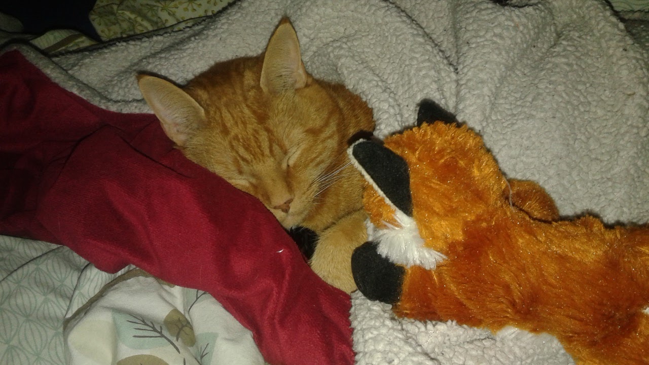 Clément le chat endormi et confortable sous une doudou, Tenzen la peluche-renard veillant sur son sommeil.