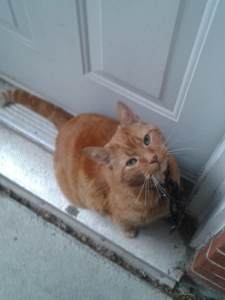 Clément le chat, en contreplongée, assis sur le pas de la porte d'entrée de la cour. La porte est fermée et Clément regarde la caméra, pas impressionné.