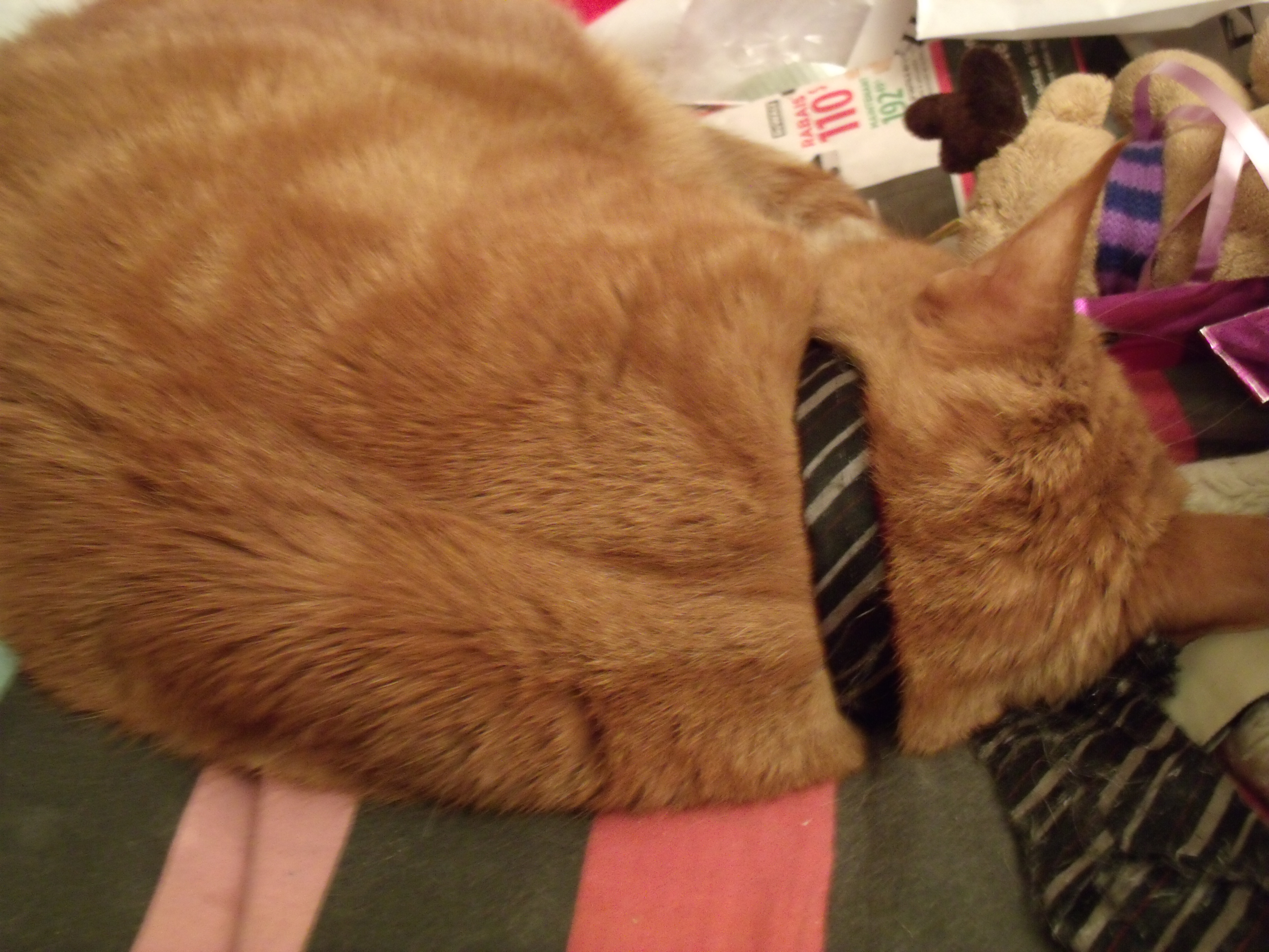 Clément le chat couché légèrement recroquevillé sur le divan, de dos à l'objectif, la joue adossée sur sa cravate noire à rayures argentées.