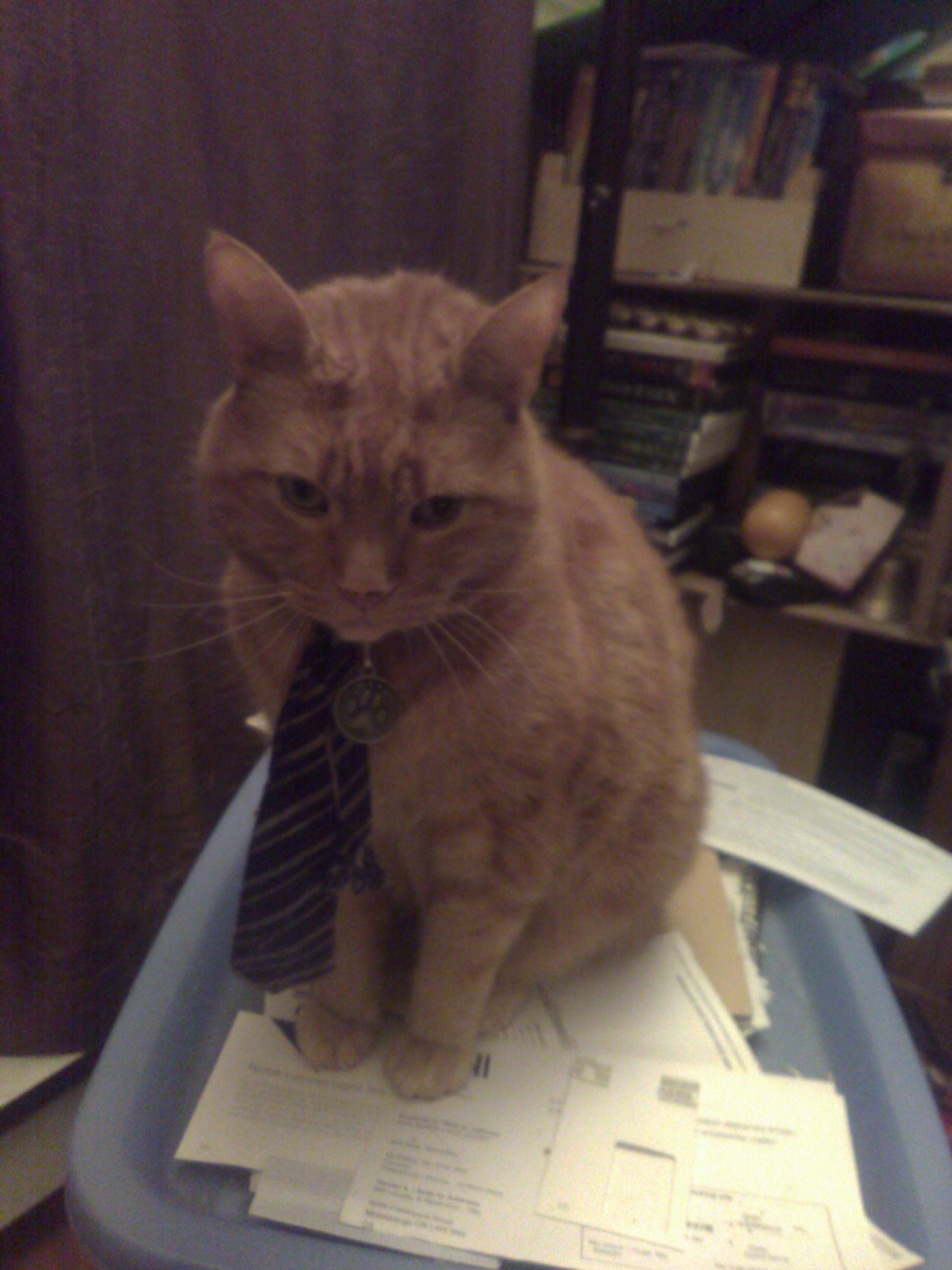 Clément le chat assis sur un bac en plastique face à l'objectif, bien que tête légèrement penché vers le bas. Son regard perçant n'est pas convaincu. Sa cravate noire à rayures argentées pend bien droite de son cou.