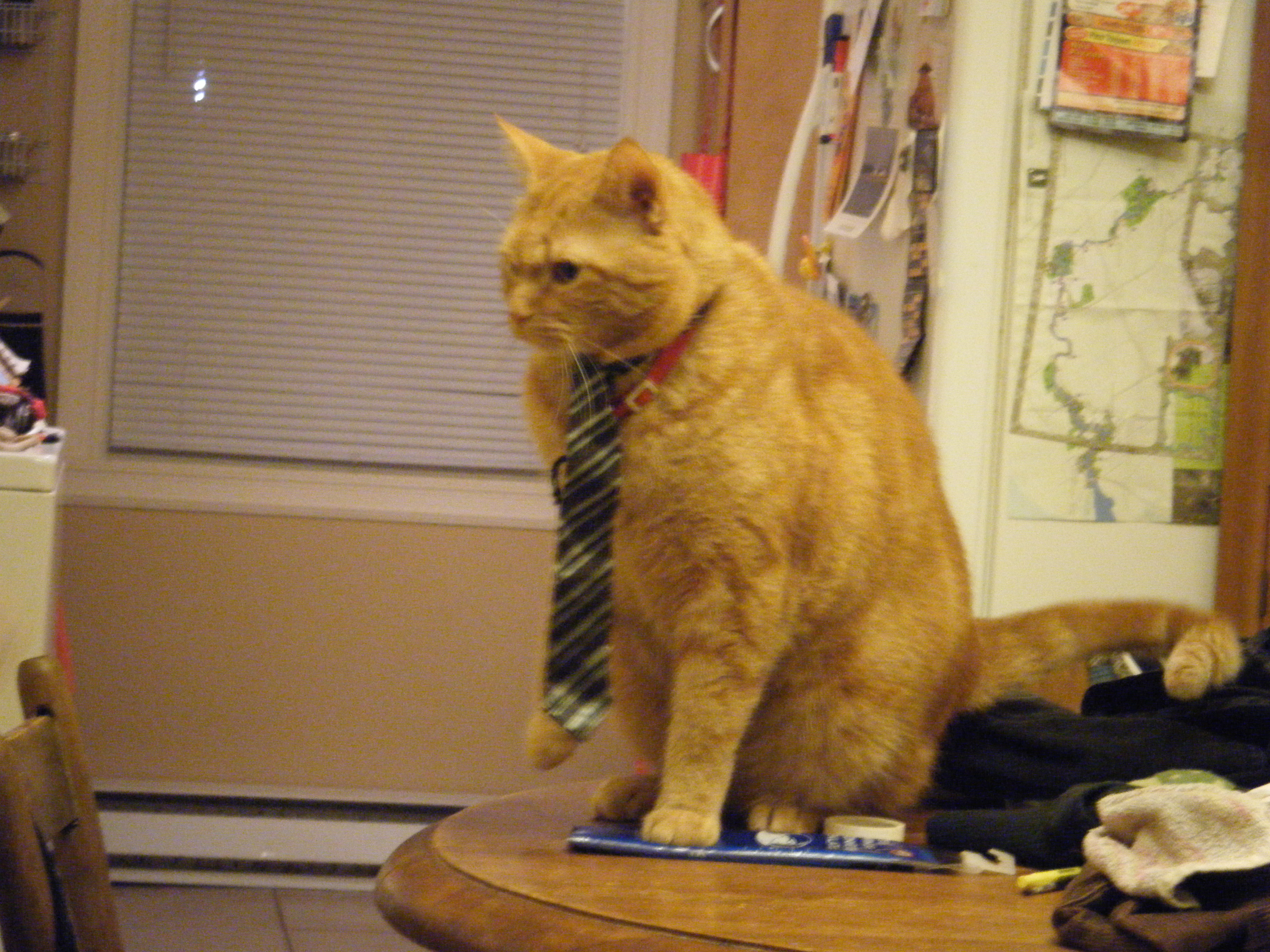 Clément le chat assis sur la table, une de ses pattes avant légèrement relevé. Le corps et la tête tournés vers la gauche de l'objectif. Sa cravate noire avec rayures argentés pend à son cou.