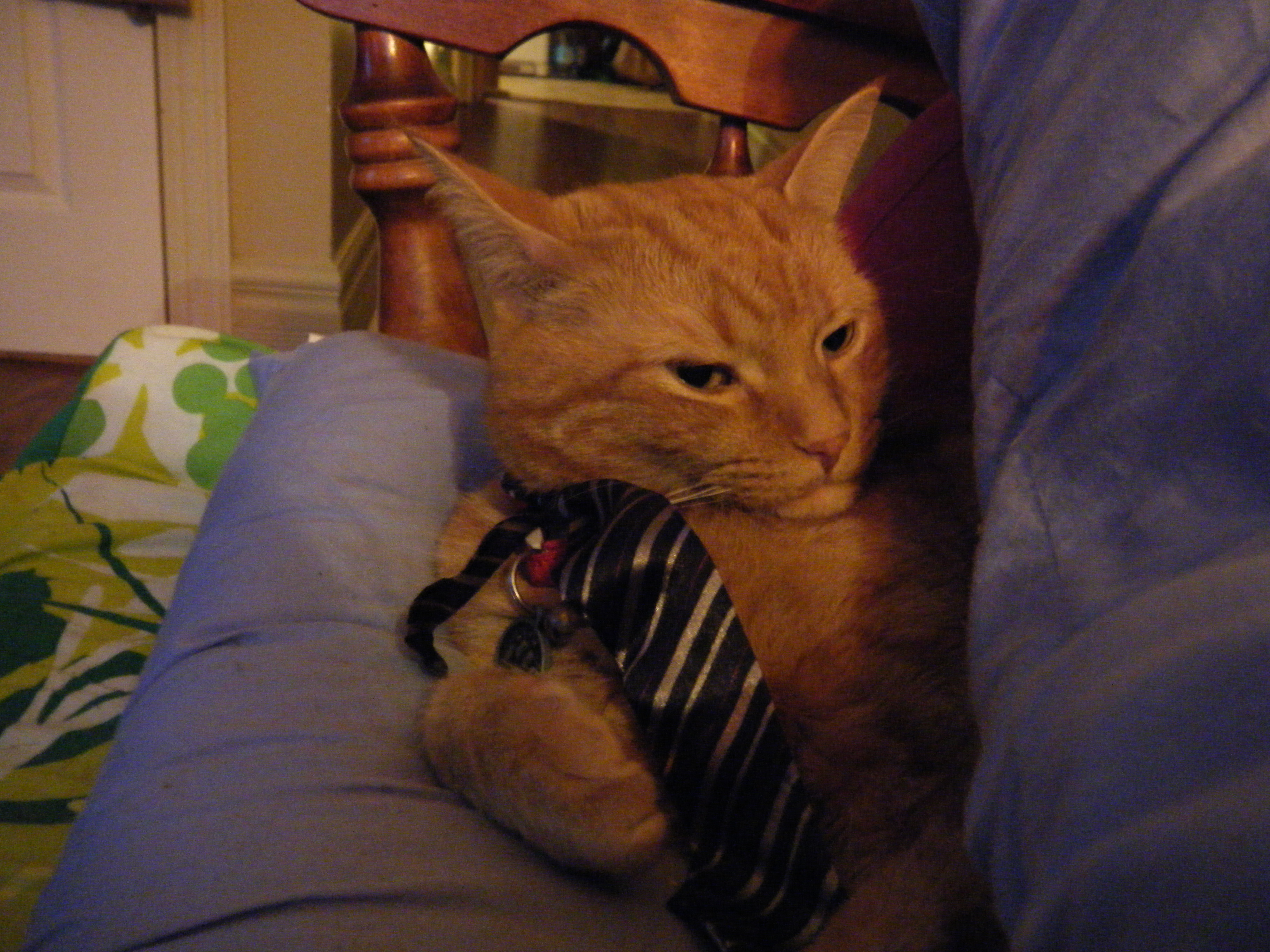 Clément le chat couché sur les coussins du divan, faisant face environ à l'objectif, la tête tournée de biais du corps, la cravate qu'il porte au cou est étendue sur ses pattes avant.