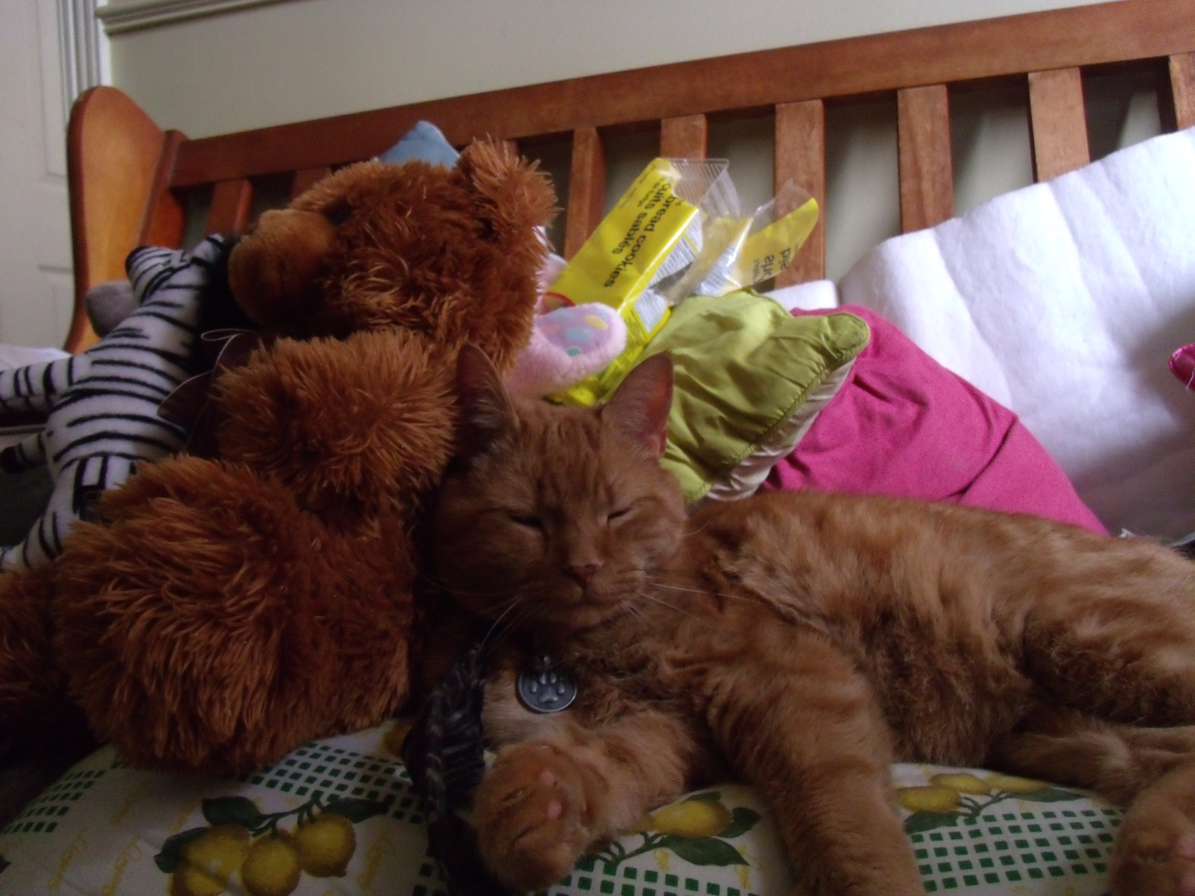 Clément le chat allongé sur le divan sous un rayon de soleil, adossé contre un nounours en peluche. Les yeux fermés, la patte avant montrant ses coussinets et sa cravate noire à rayures argentées un peu de travers.