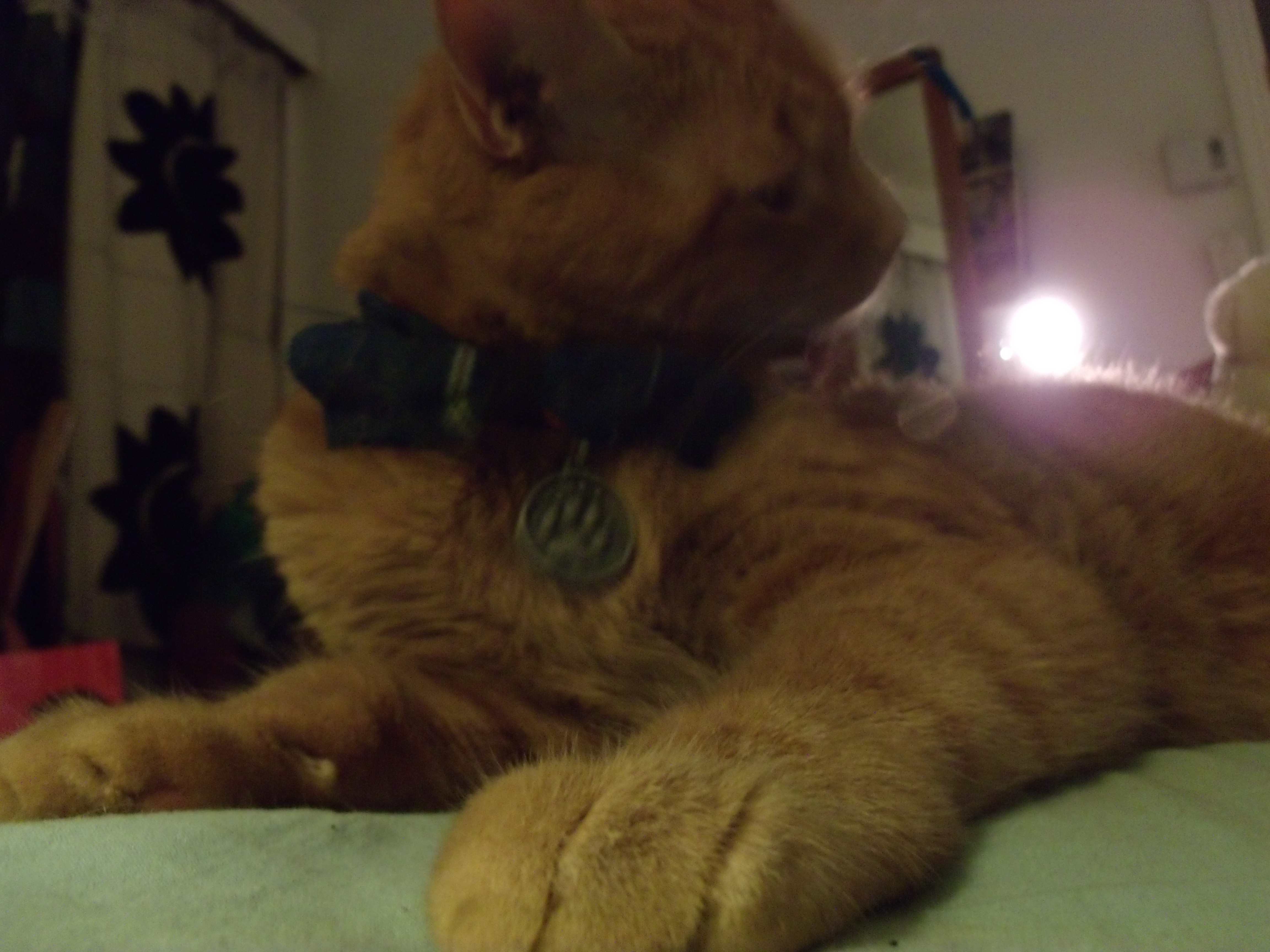 Clément le chat couché sur le lit, vu en contre-plongée. Il essaie de se nettoyer l'épaule malgré le gros noeud papillon à carreaux fond bleu foncé, avec des rayures vert foncé et du jaune entre autres couleur.