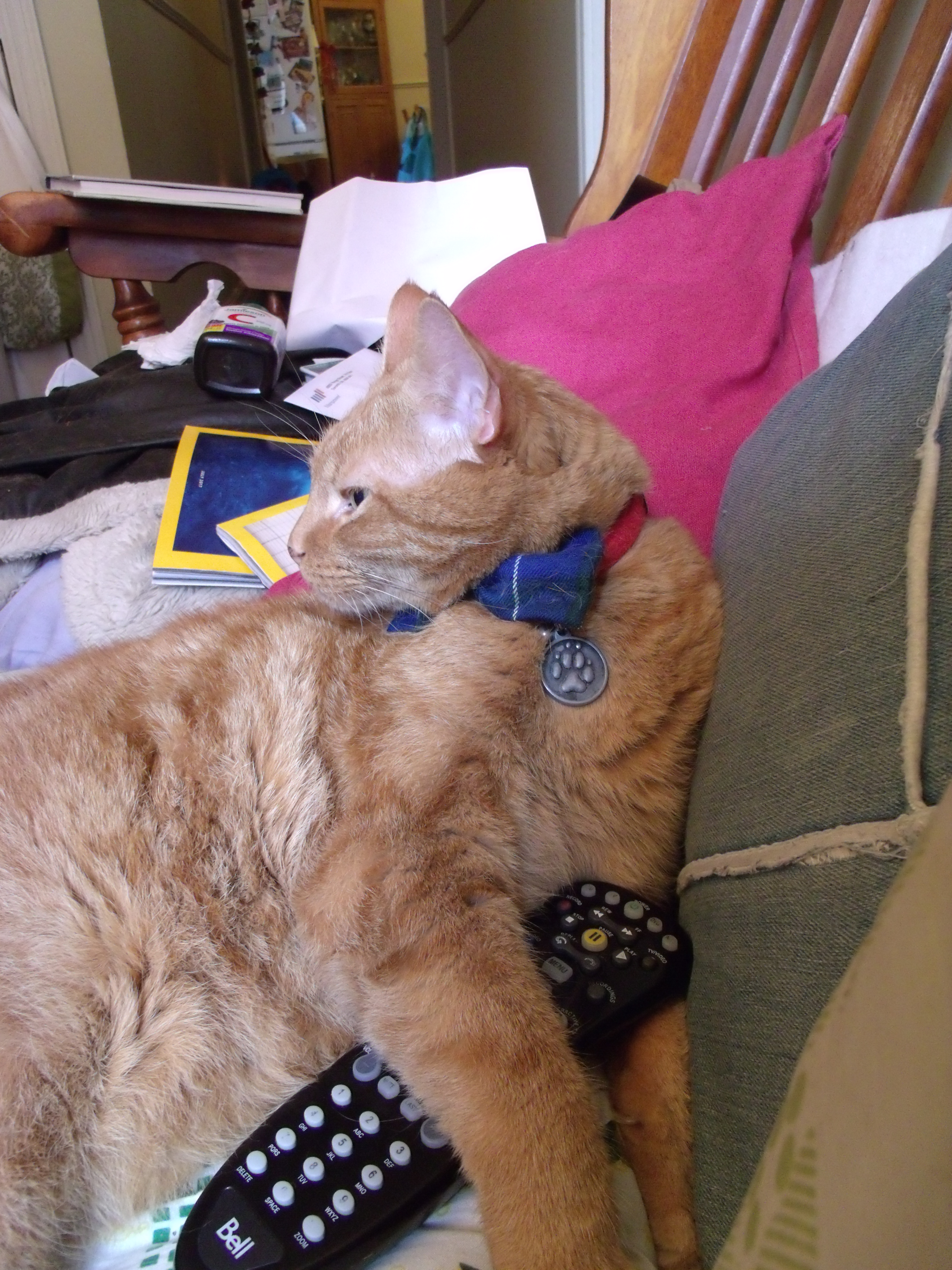 Clément le chat étendu sur le divan, on ne voit pas sa partie arrière. La tête de biais de son corps, tourné à l'opposé de l'objectif. Il tient entre ses pattes avant la télécommande du téléviseur. Il porte son noeud papillon à carreaux fond bleu foncé, avec des rayures vert foncé et du jaune entre autres couleur qu'on voit la moitié.