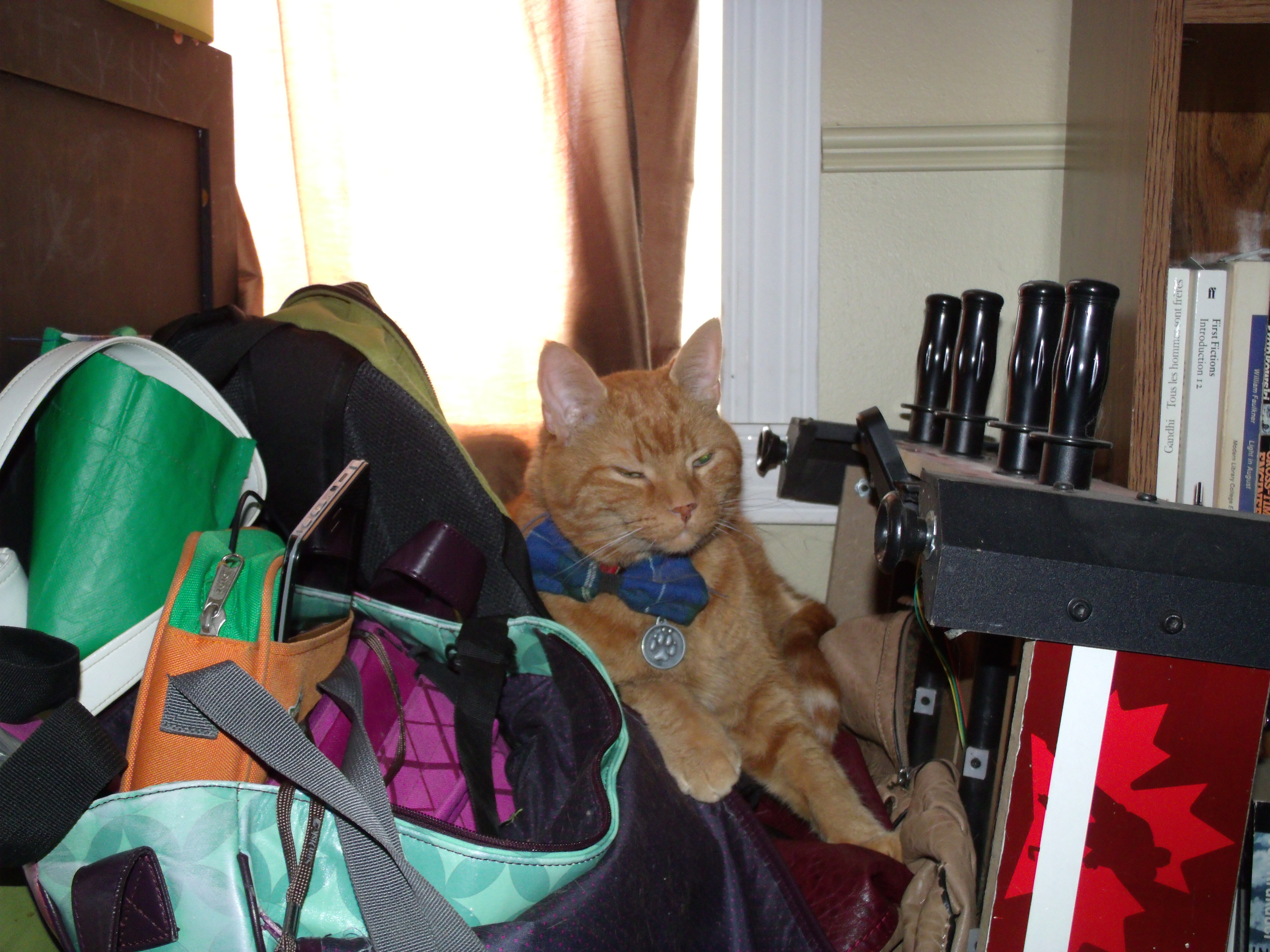 Clément le chat couché devant la fenêtre sur une pile de sacs à dos, en bandoulière, à main, de portable, etc. Les yeux mi-clos, il porte son noeud papillon à carreaux fond bleu foncé, avec des rayures vert foncé et du jaune entre autres couleur qu'on voit la moitié.