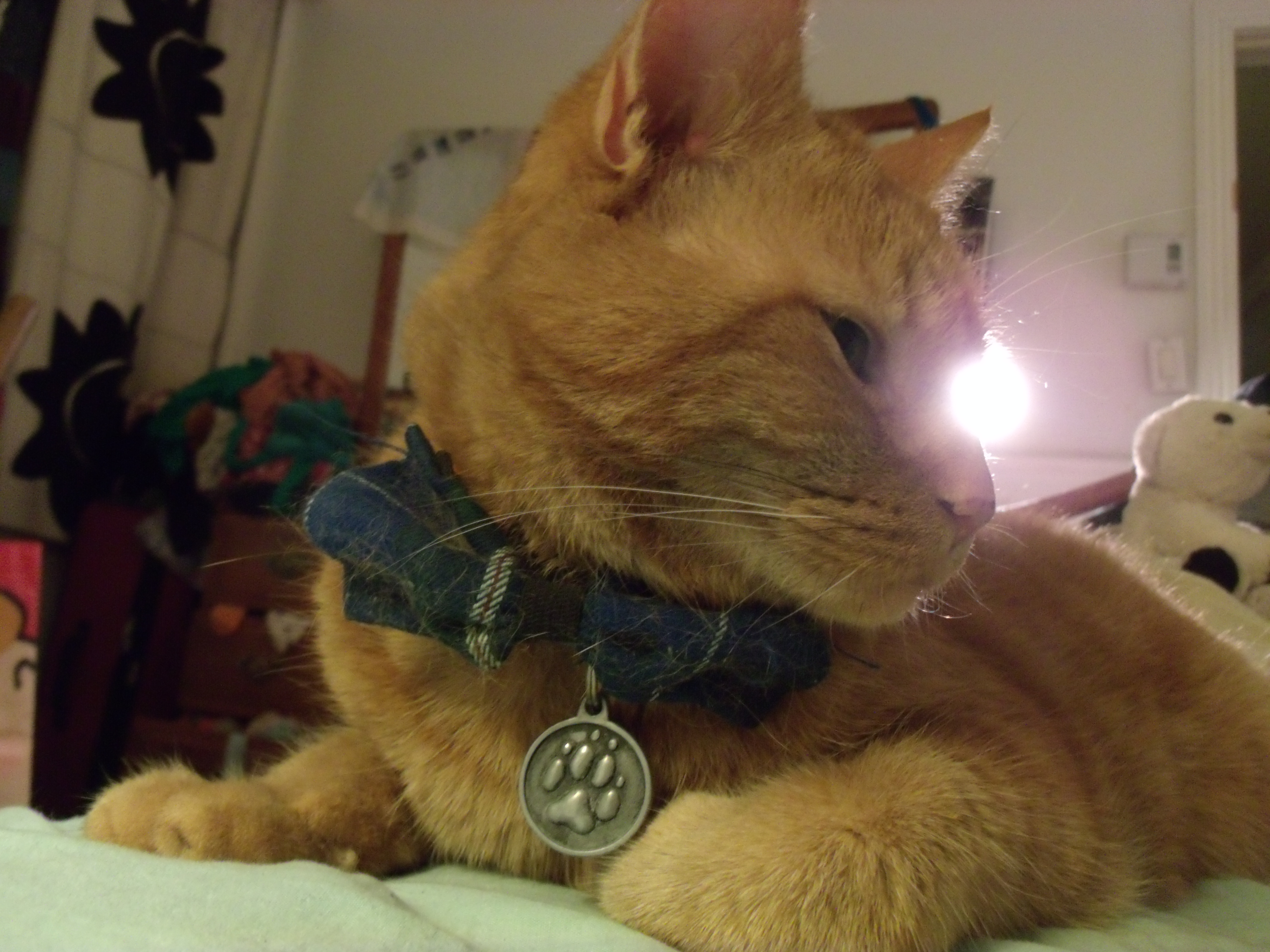 Clément le chat couché sur le lit, vu en contre-plongée. La tête tournée vers la droite, le corps faisant face à l'objectif. Au cou, il porte son gros noeud papillon à carreaux fond bleu foncé, avec des rayures vert foncé et du jaune entre autres couleurs.