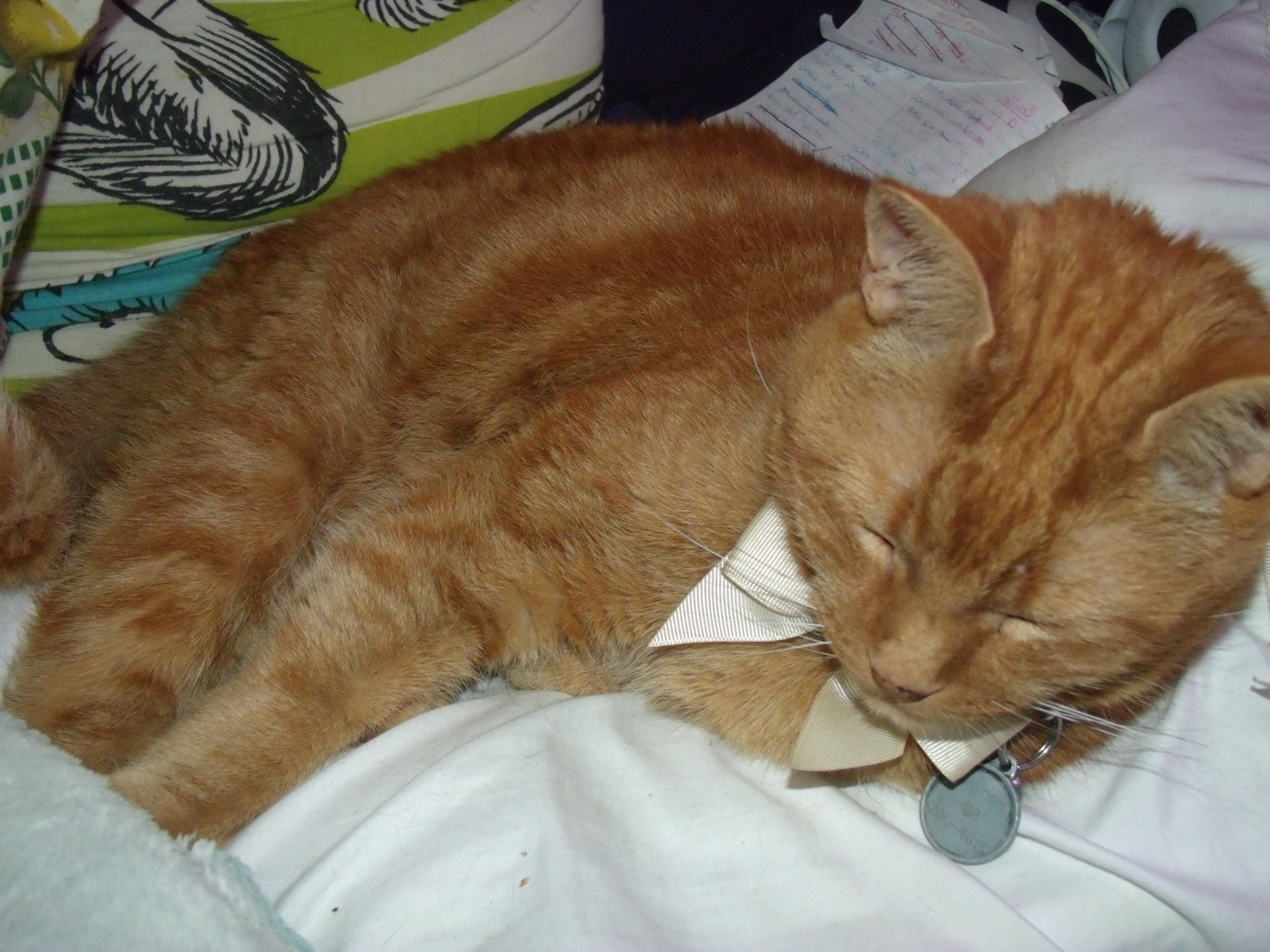 Clément le chat couché les pattes visibles regroupées ensemble, avant et arrière. La tête penchée, les yeux fermées, on voit sous son meton le noeud papillon blanc crème qui est accroché à son cou.
