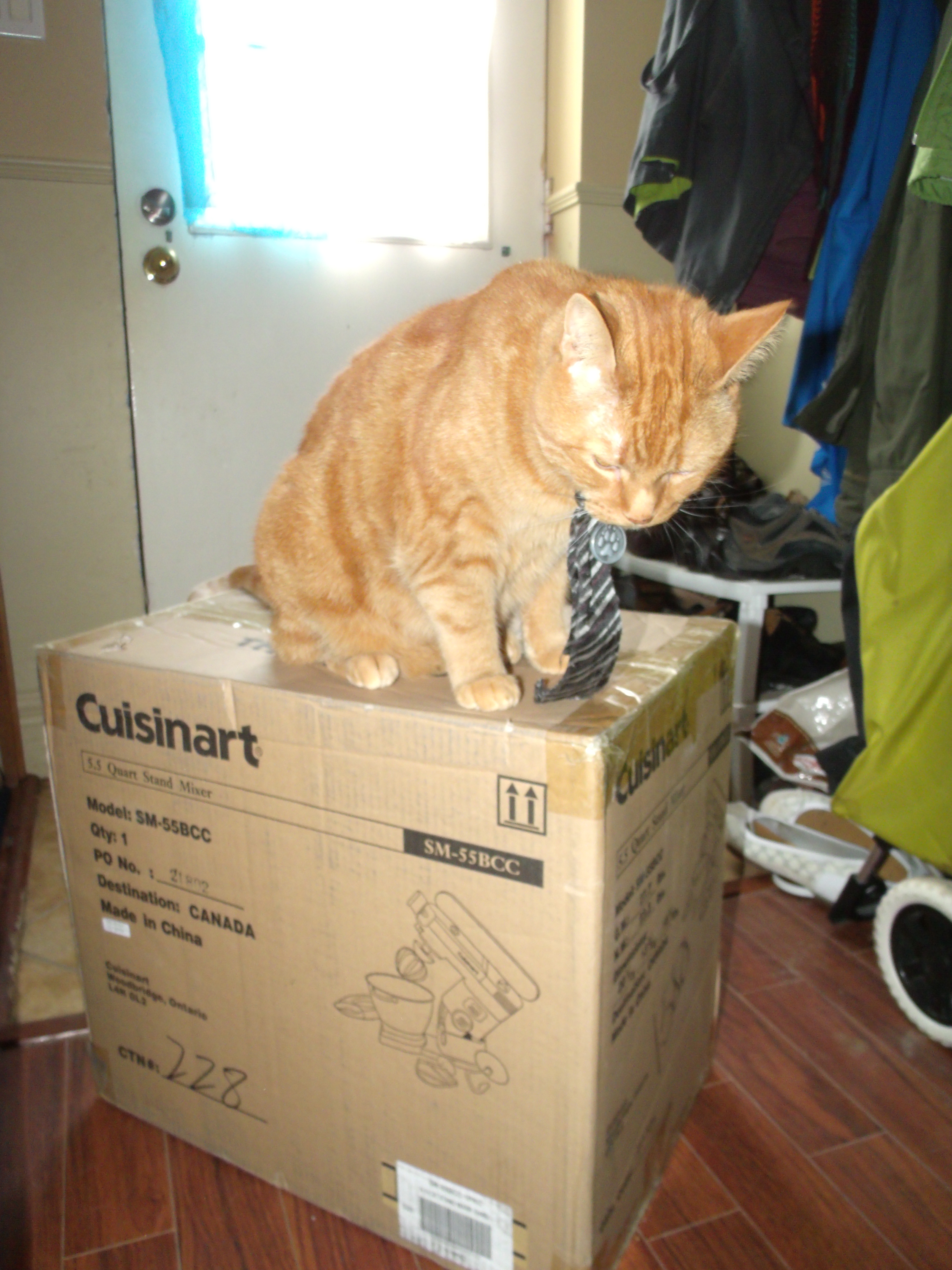 Clément le chat dans l'entrée, assis sur la boîte d'emballage de ma mixette sur socle. Sa tête penchée un peu vers l'avant, sa cravate noire à rayures argentées pendant mollement.