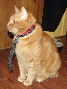 Clément le chat assis dignement sur le plancher, tourné vers la gauche de l'objectif. Sa cravate noire avec rayures argentés pend à son cou, par dessus son collier rouge. On voit bien sa médaille et le grelot de soon collier.