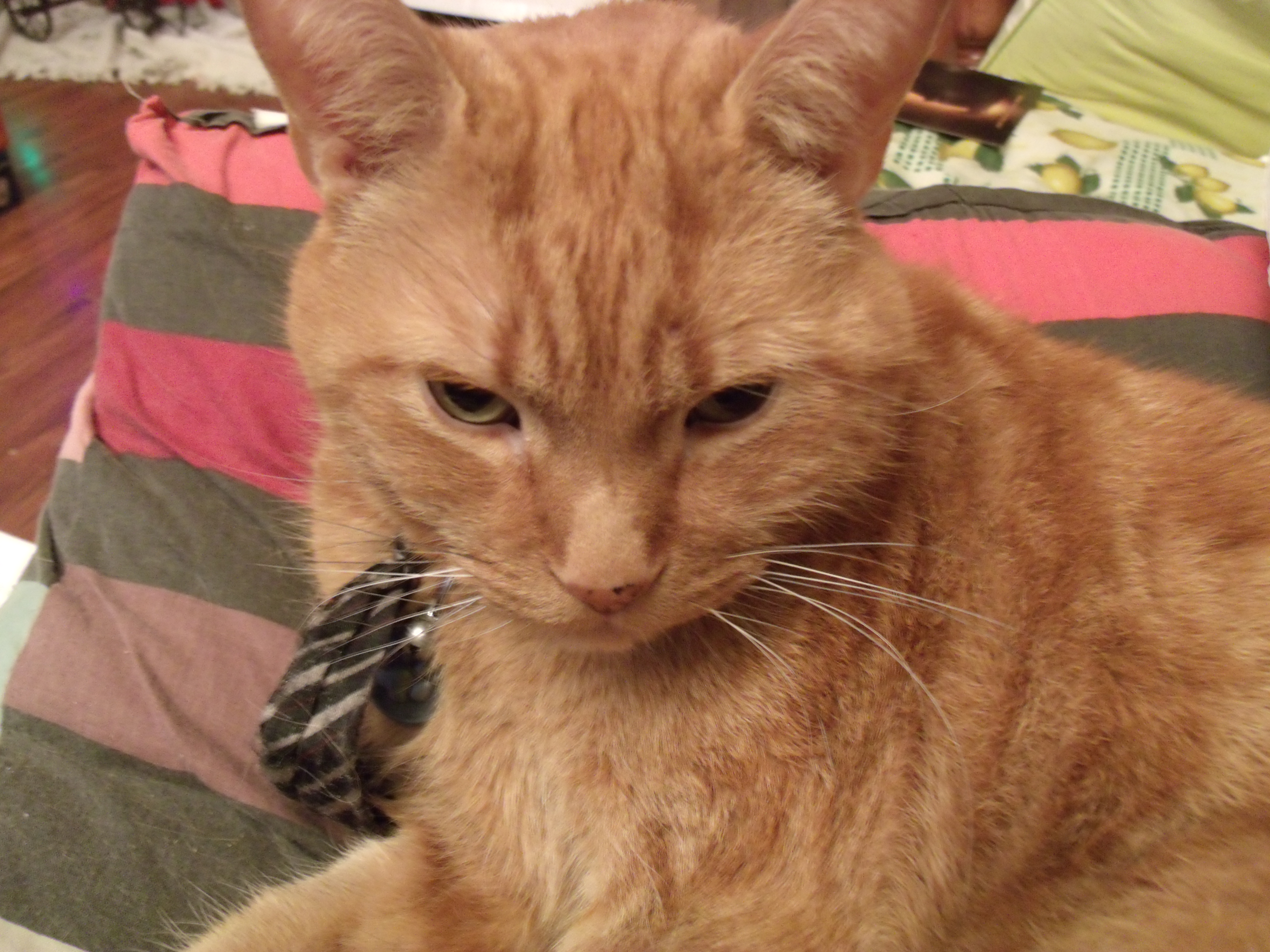 Clément le chat couché, vue mi-corps, la tête penchée vers l'avant et les yeux relevés vers l'objectif. On voit une portion de sa cravate noire à rayures argentées, une partie est cachée sous son corps.