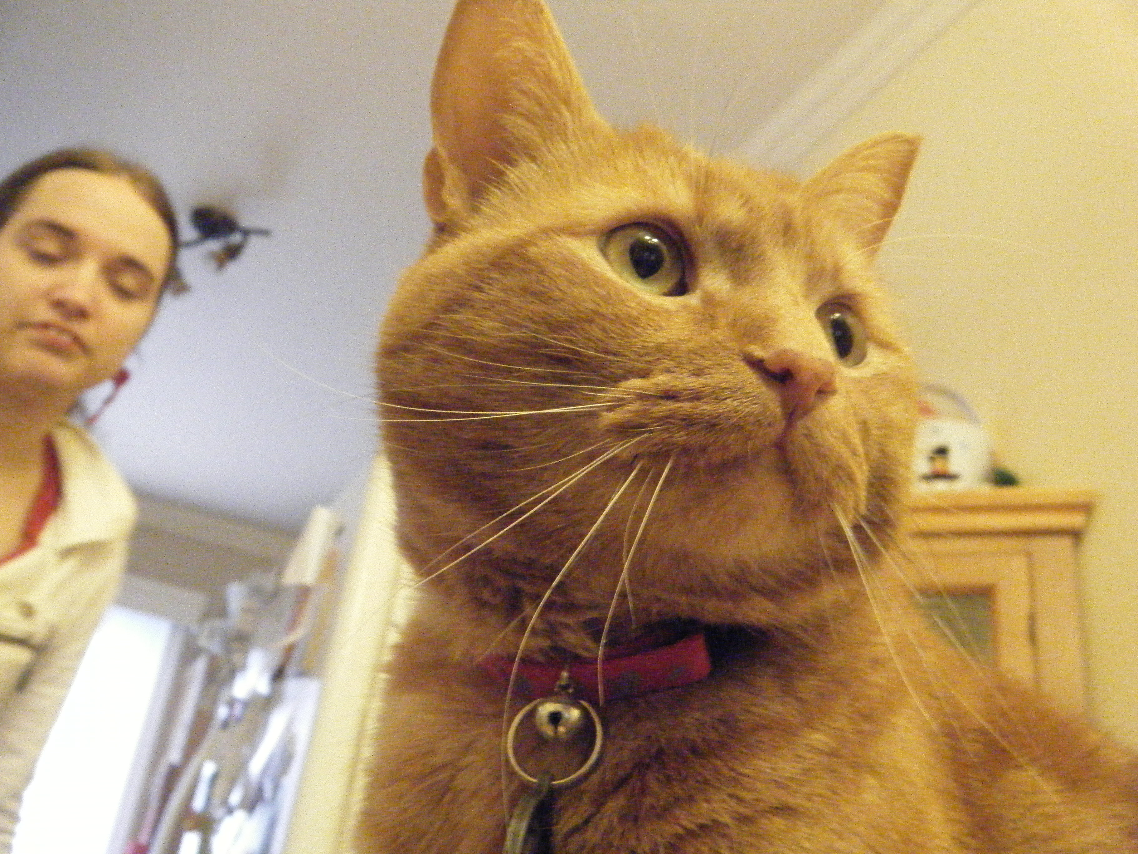 Portait aux épaules de Clément, la tête légèrement tourné, fixant hors cadre vers la droite. On voit un bout de son collier rouge à motif de pattes de chat argenté, bien que le motif est flou. Le grelot argenté qui y est suspendu est très visible, mais sa médaille argentée se perd dans son poil et le bas de l'image.