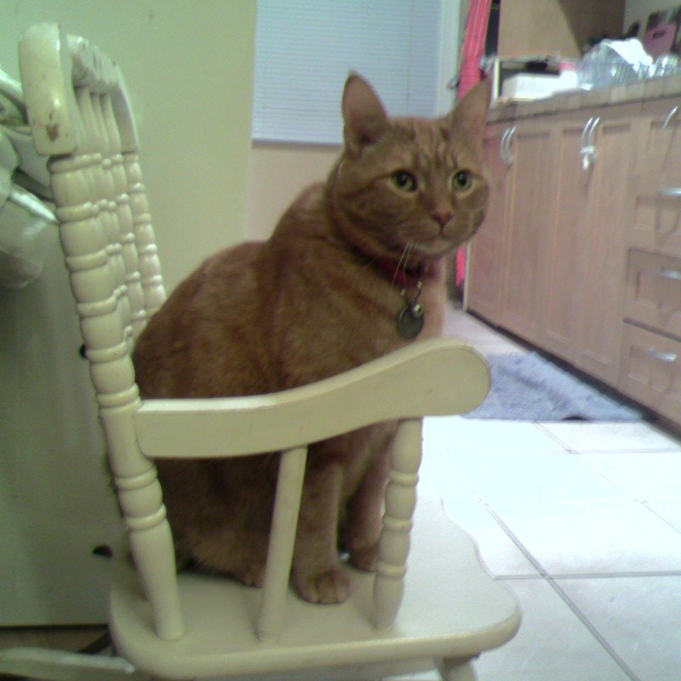 Clément le chat assis sur un nouveau trône potentiel, une chaise berçante en bois paint fini blanc grandeur enfant.