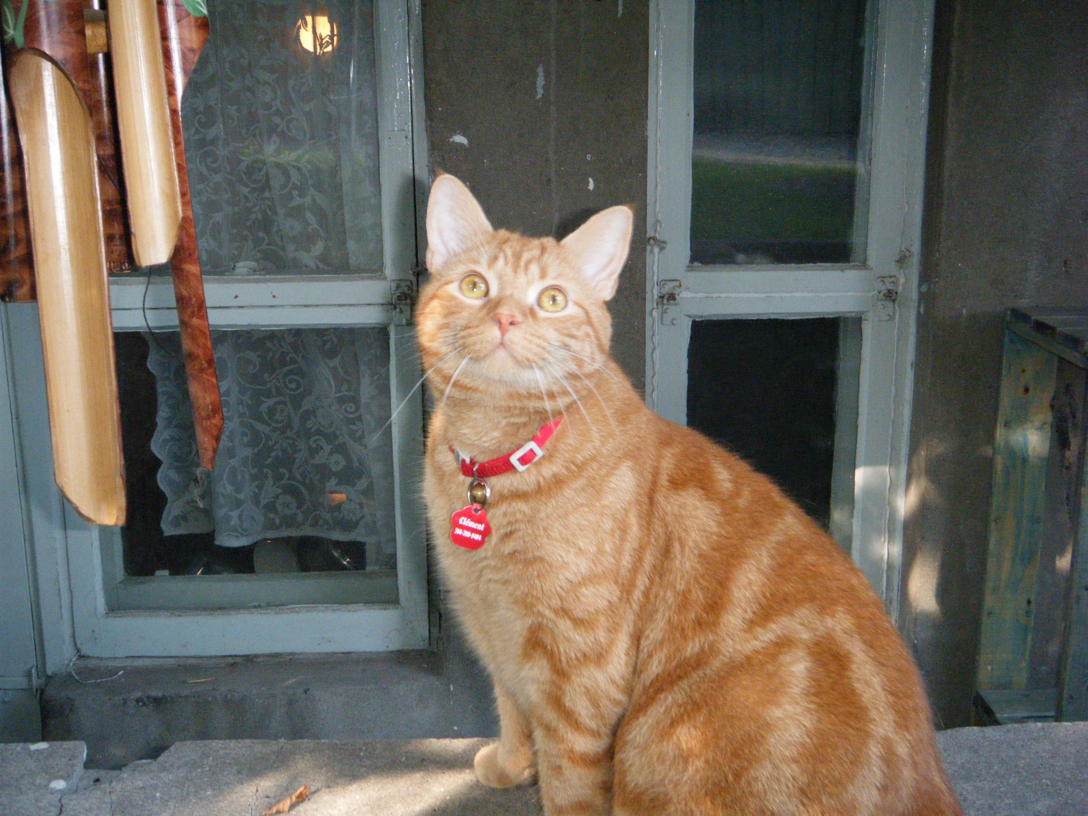 Clément le chat est assis sur le béton, les yeux levés vers le ciel. À son cou pend un peu mollement son collier rouge avec son grelot doré et sa médaille en forme d'empreinte de passe. Celle-ci est à l'envers et distingue les inscriptions de son nom.