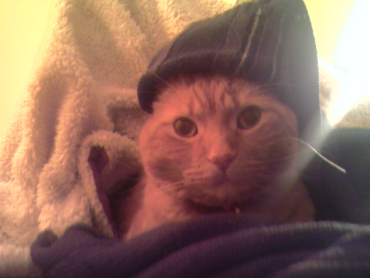 Clément chat couché sur le lit, fixant la caméra avec un regard innocent et éveillé. Il est comfortablement sur un gros chandail brun dont l'une des manches lui constitue un couvre-chef.