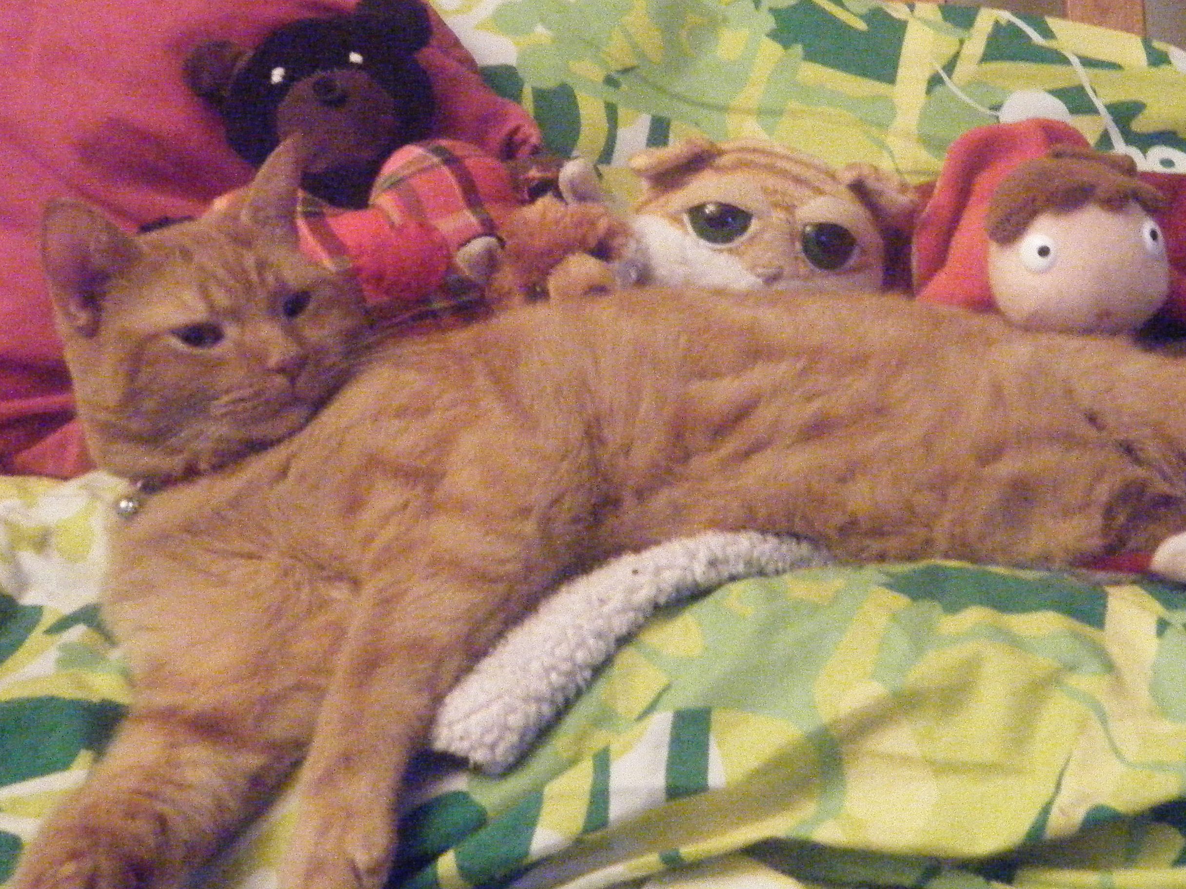 Clément-roi le chat entouré de ses plus fidèles courtisans en peluche : Mr. Bear, l'our noir portant un grand coeur rose; Tenzen le rusé renard de l'IPE;; Clément II, le jumeau de Clément le chat; et Ponyo, le poisson.