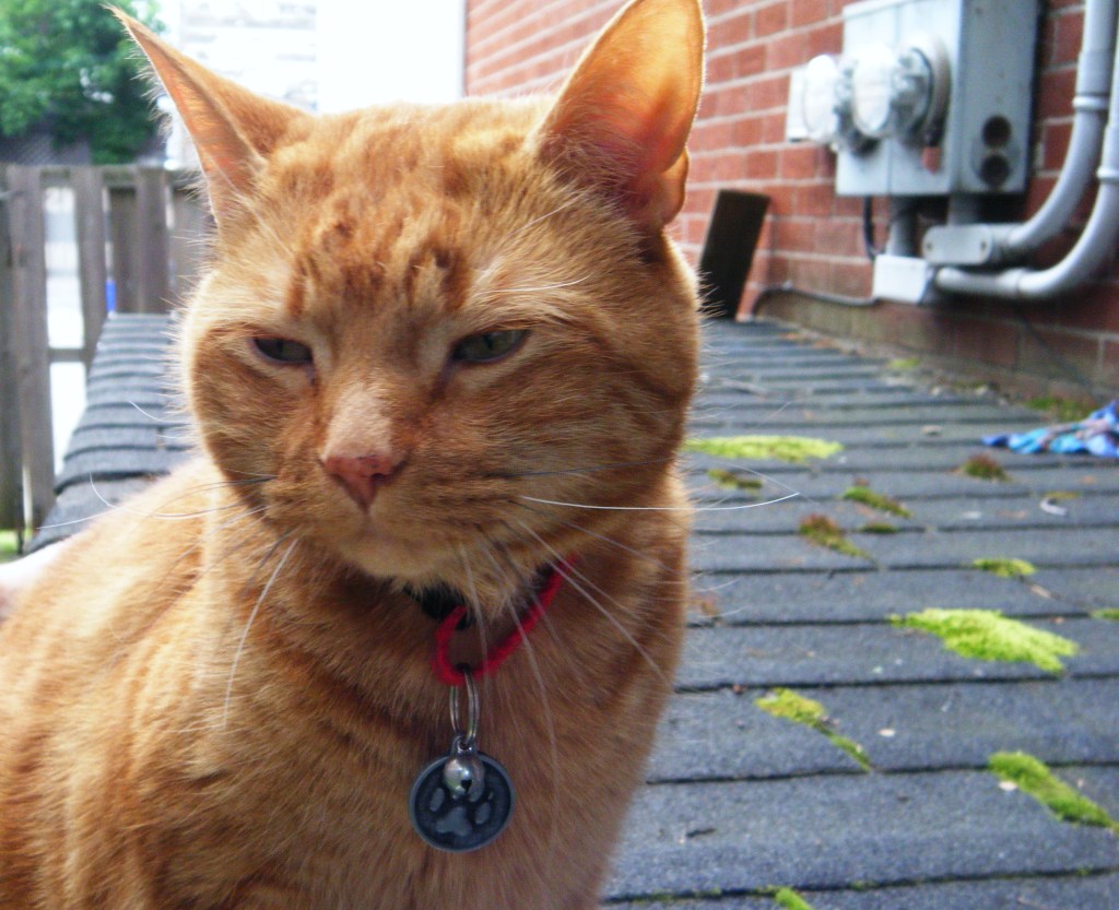 Clément profite de la courClément le chat est assis sur un toit de bardeau peu élevé faisant partie de la cour. ll a les yeux plissés un peu et regarde vers le bas. À son cou est accroché le nouveau collier rouge, mais on ne voit pas le motif. Un grelot argenté et sa médaille argentée de forme ronde embossée d'une patte griffue sont suspendus au collier.