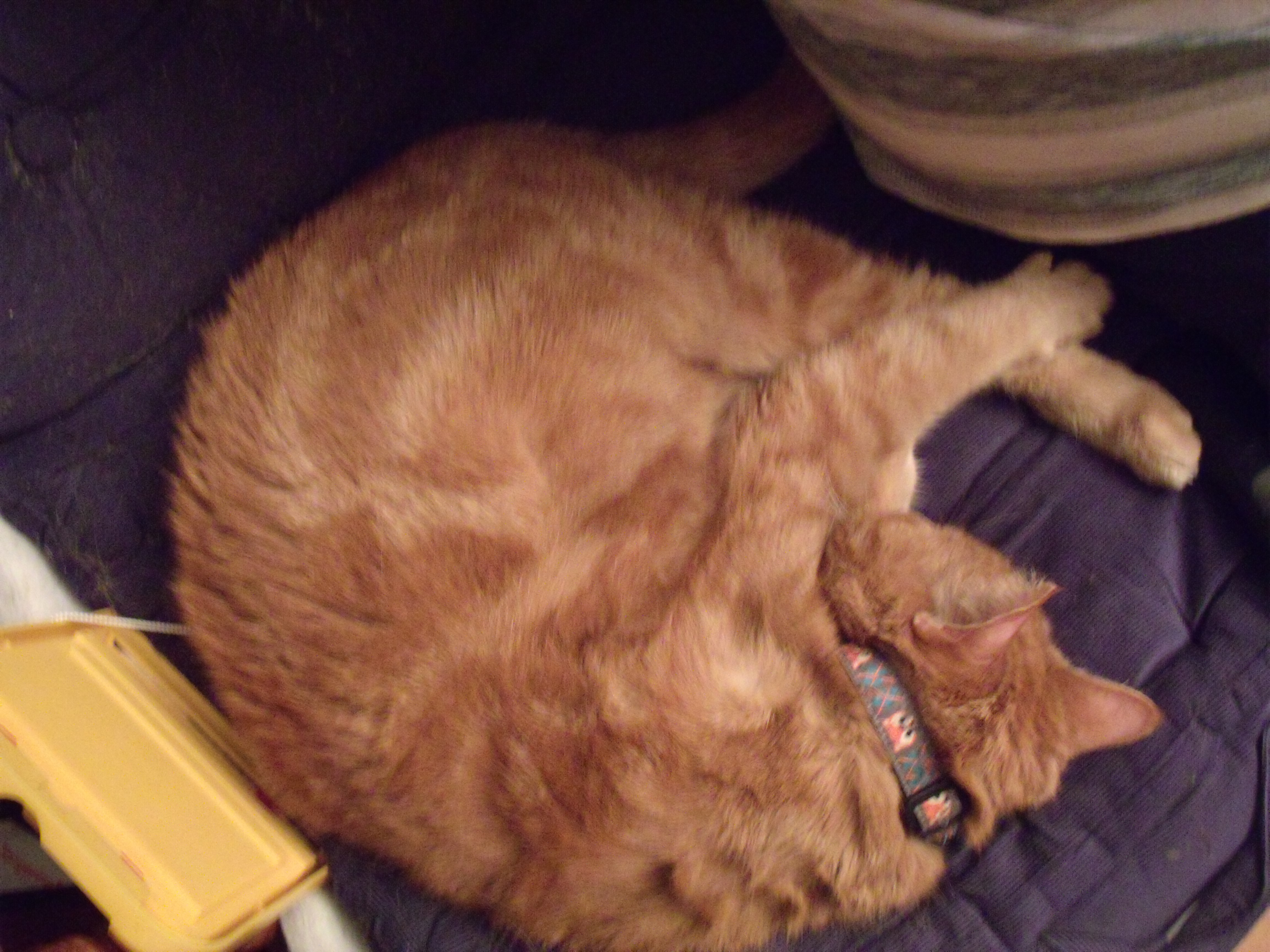 Clément le chat est roulé en boule sur le divan aux côtés de son humain (presqu'entièrement hors cadre). On aperçoit à son cou le collier décoré d'un motif de renard, la tête du motif est à l'envers .