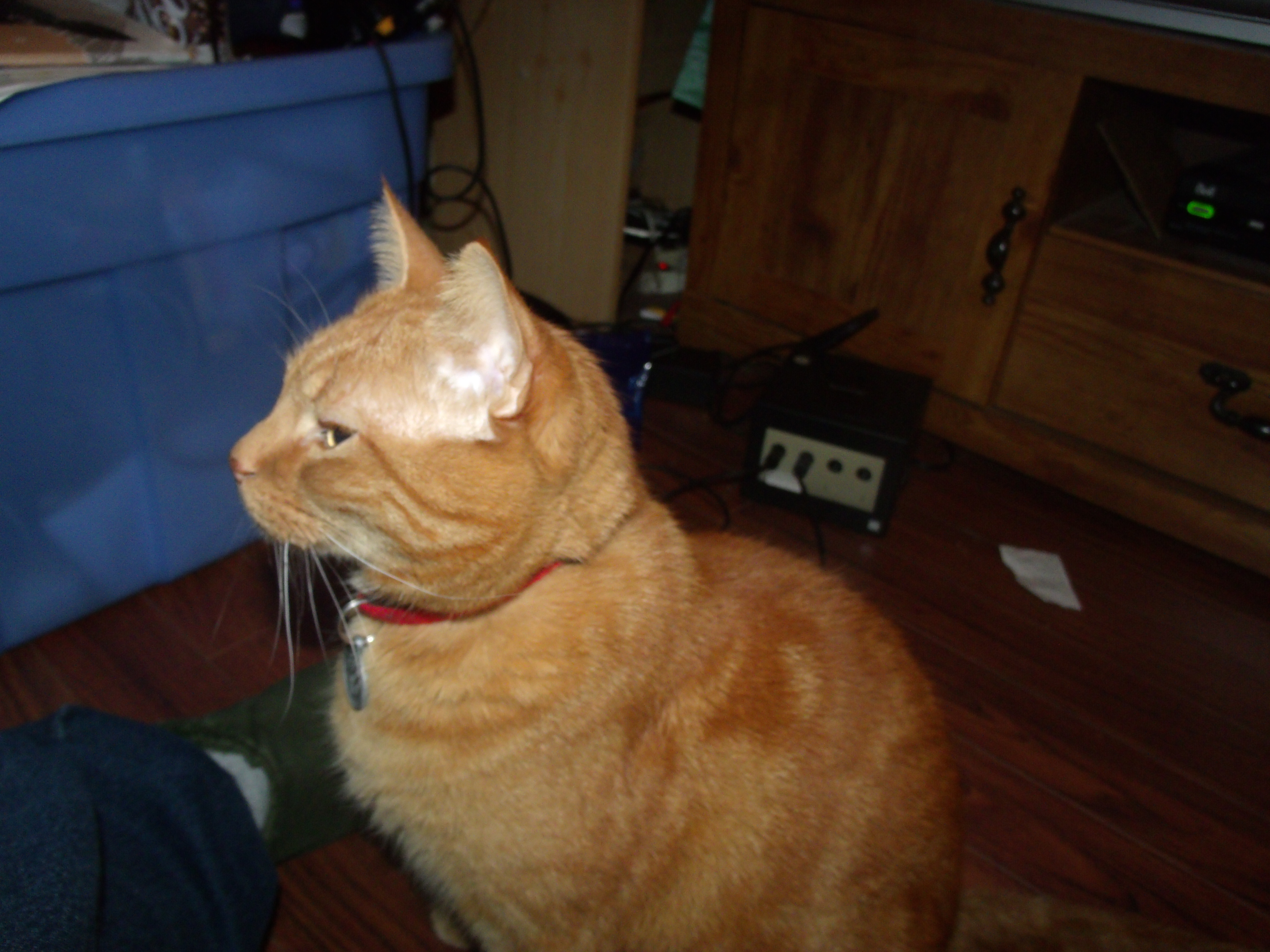 Clément le chat assis sur le plancher qui fixe intensément, les yeux plissés, à gauche de l'objectif. Semble curieux et un brin soupçonneux