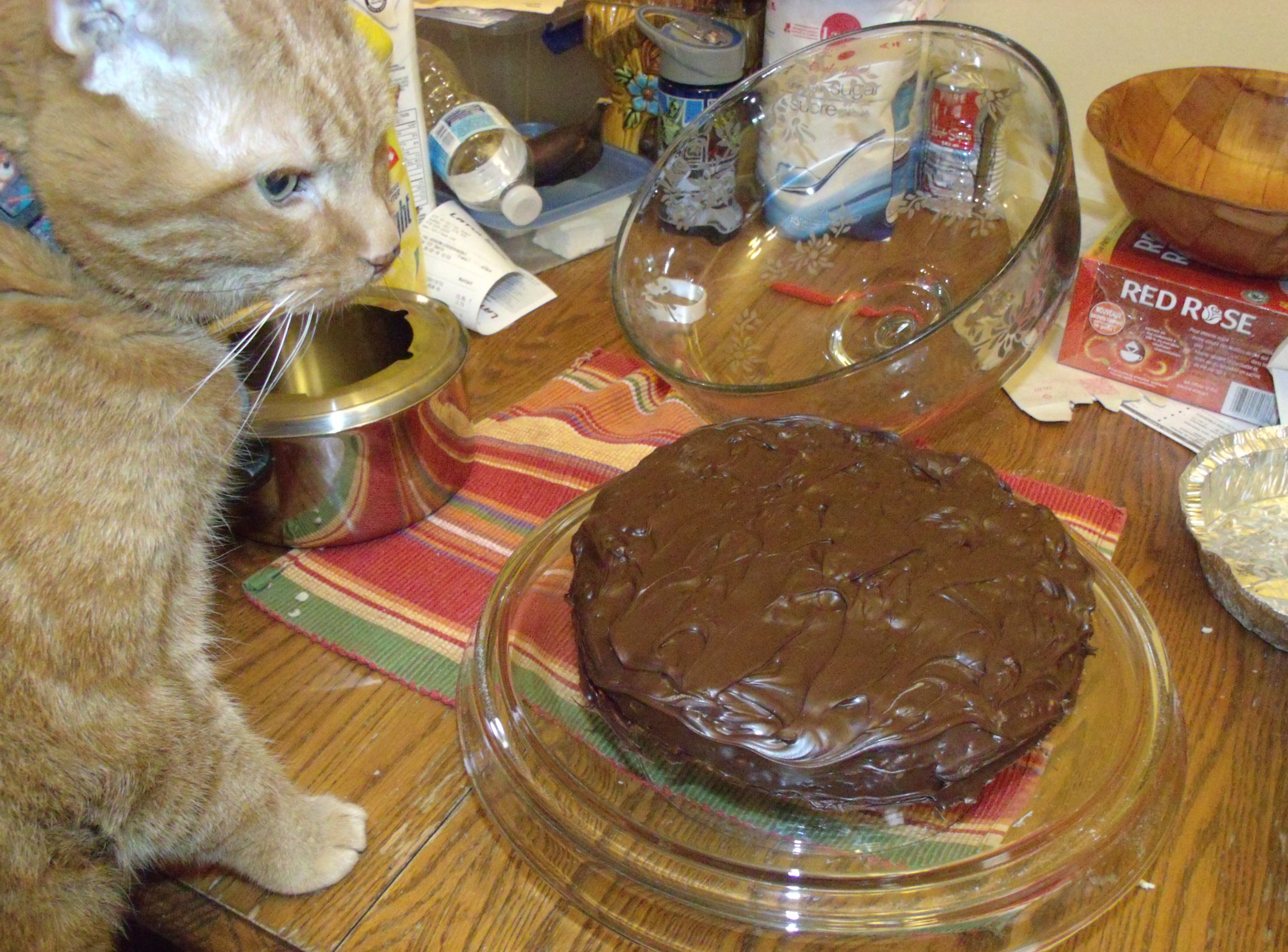 Clément le chat est partiellement visible à gauche de l'image, la tête pleinement visible tourné vers la gauche. On voit juste assez de son corps pour comprendre qu'il est debout sur une chaise, les pattes avant appuyer sur la table de cuisine. Une cloche à gâteau ouverte tient un grand rond fraîchement couvert de chocolat fondu. Sous le chocolat se cache une préparation de riz croustillant, arachides et caramel.