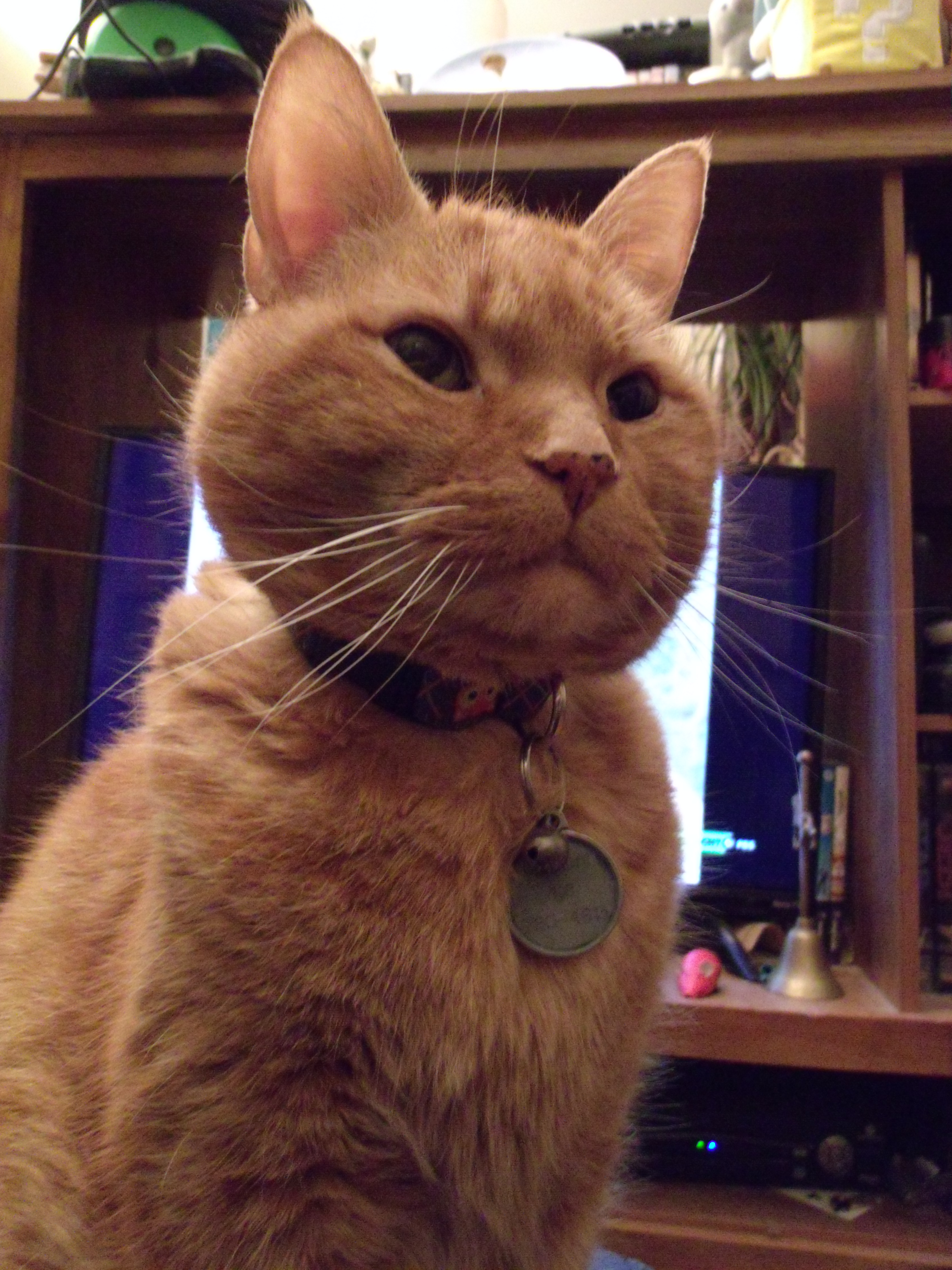 Clément le chat est assis sur son pouf (hors cadre), il regarde du coin de l'oeil l'objectif. il se tient très droit. On aperçoit à son cou le collier décoré d'un motif de renard (la tête du motif est à l'envers, tout comme sa médaille...) auquel est accroché médaille et grelot.