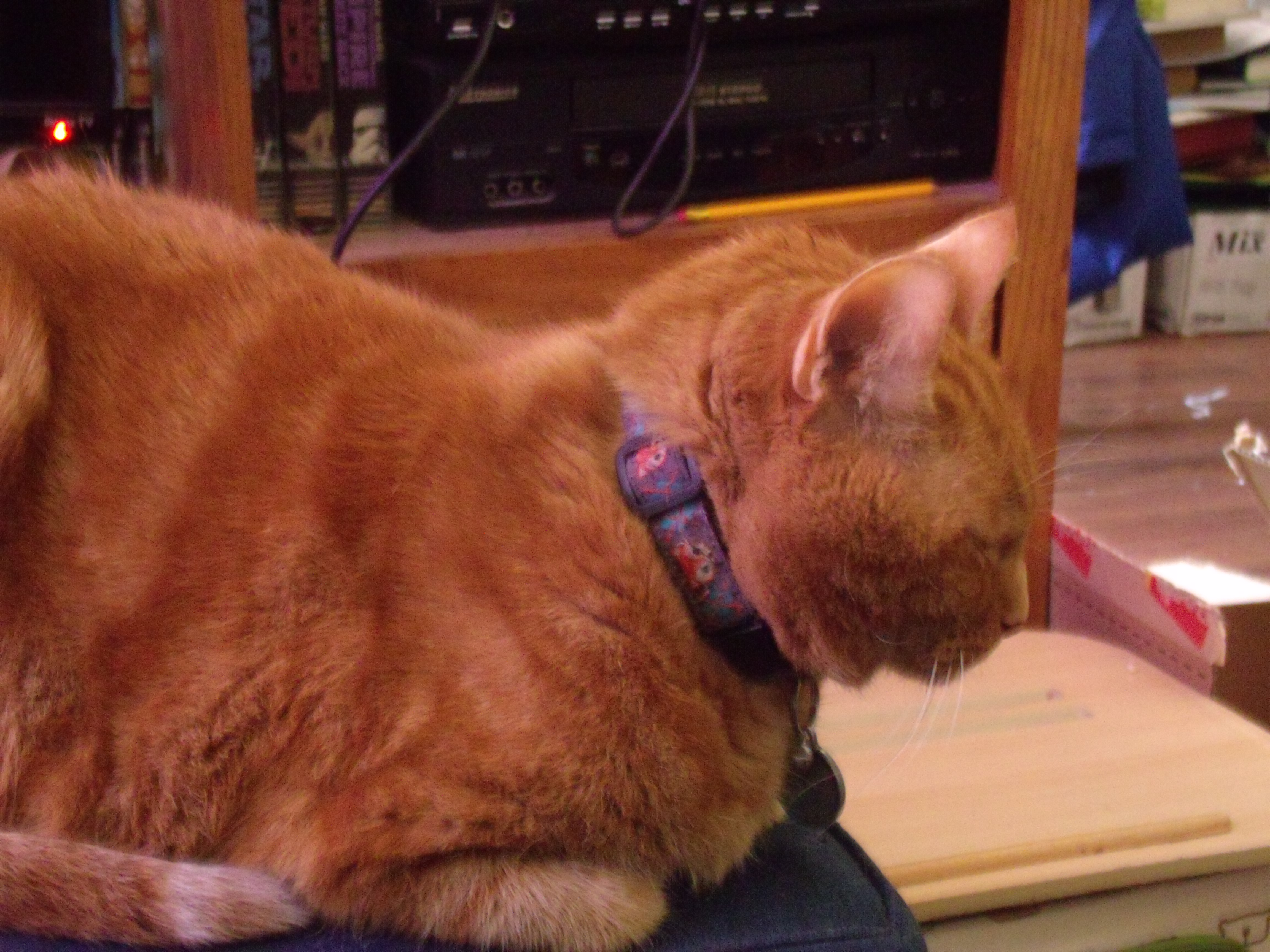 Clément le chat est couché sur son pouf bleu dont on voit le coin. On le voit de profil, la tête penché, les yeux semblent clos ou à peu près. À son cou se trouve le collier gris avec motif de renards (tête à l'envers toujours). On aperçoit flou le grelot et la médaille accrochés au collier.