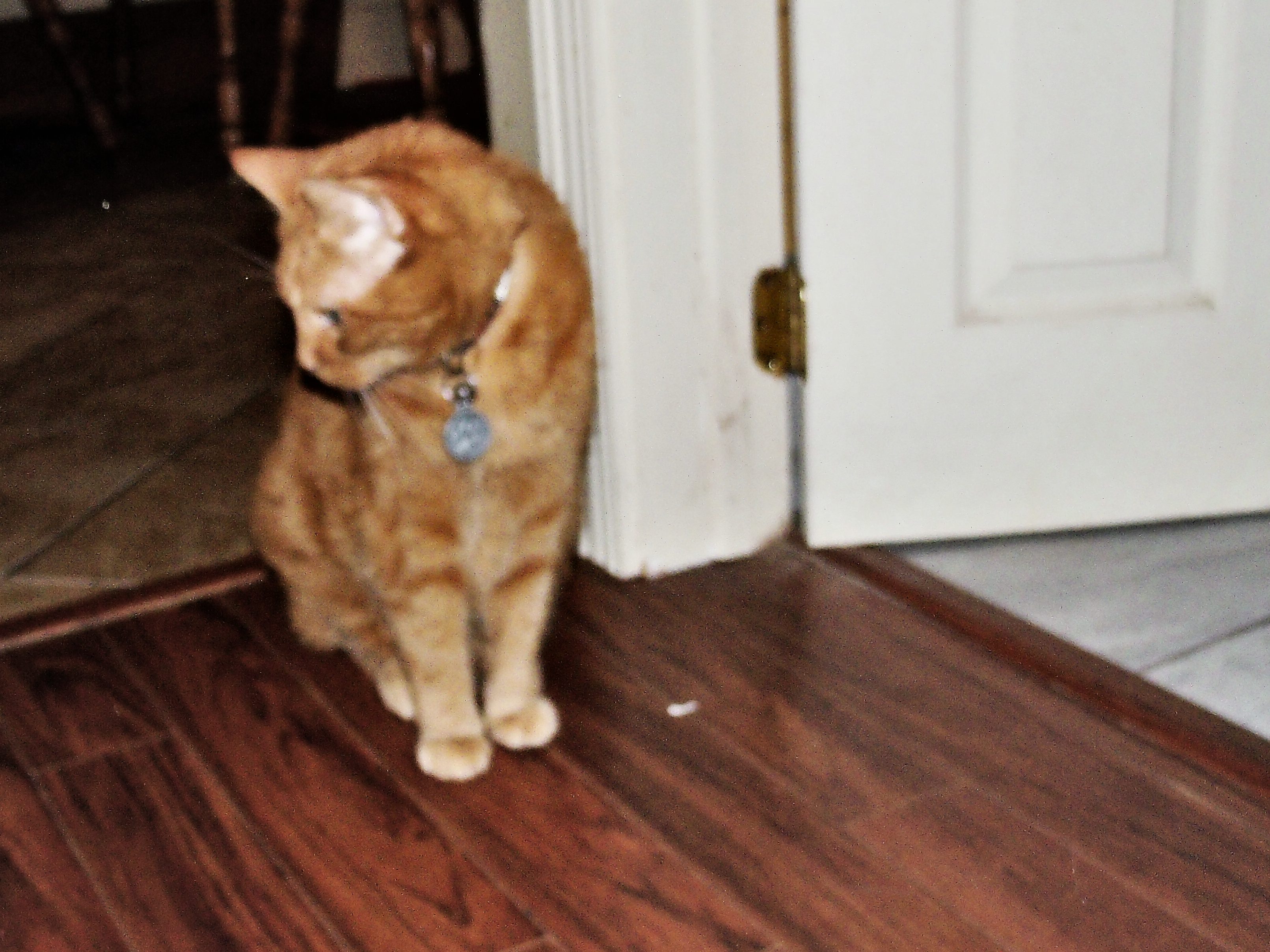 Clément le chat assis dans le corridor regardant à l'opposé de la porte de la salle de bain ouverte.