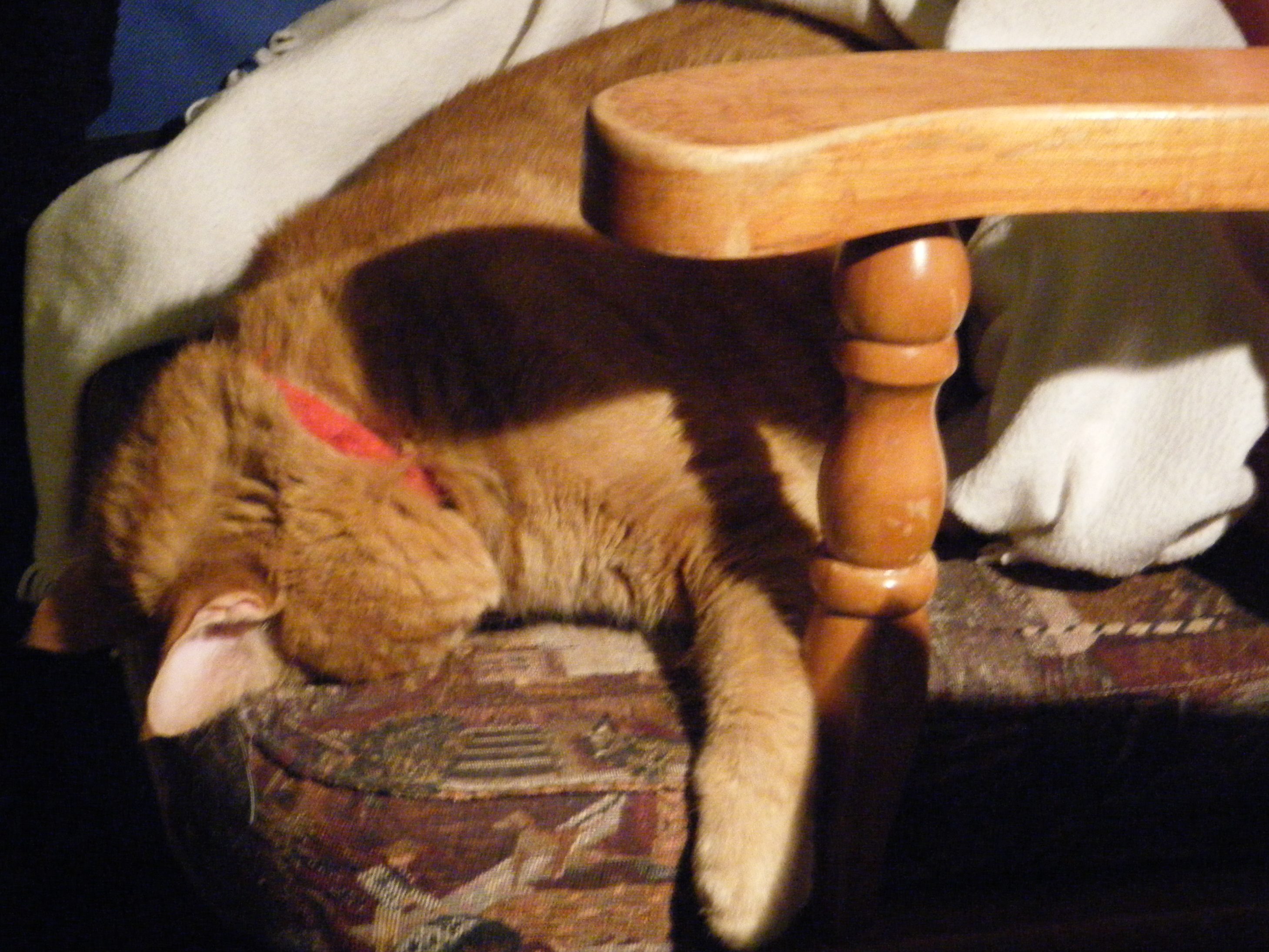 Clément le chat couché sur la chaise berçante, la tête enfouie dans le coussin.