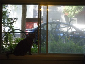 Clément le chat est perché sur un rebord étroit de fenêtre qui donne sur la cour avant et la rue, il est à contrejour.