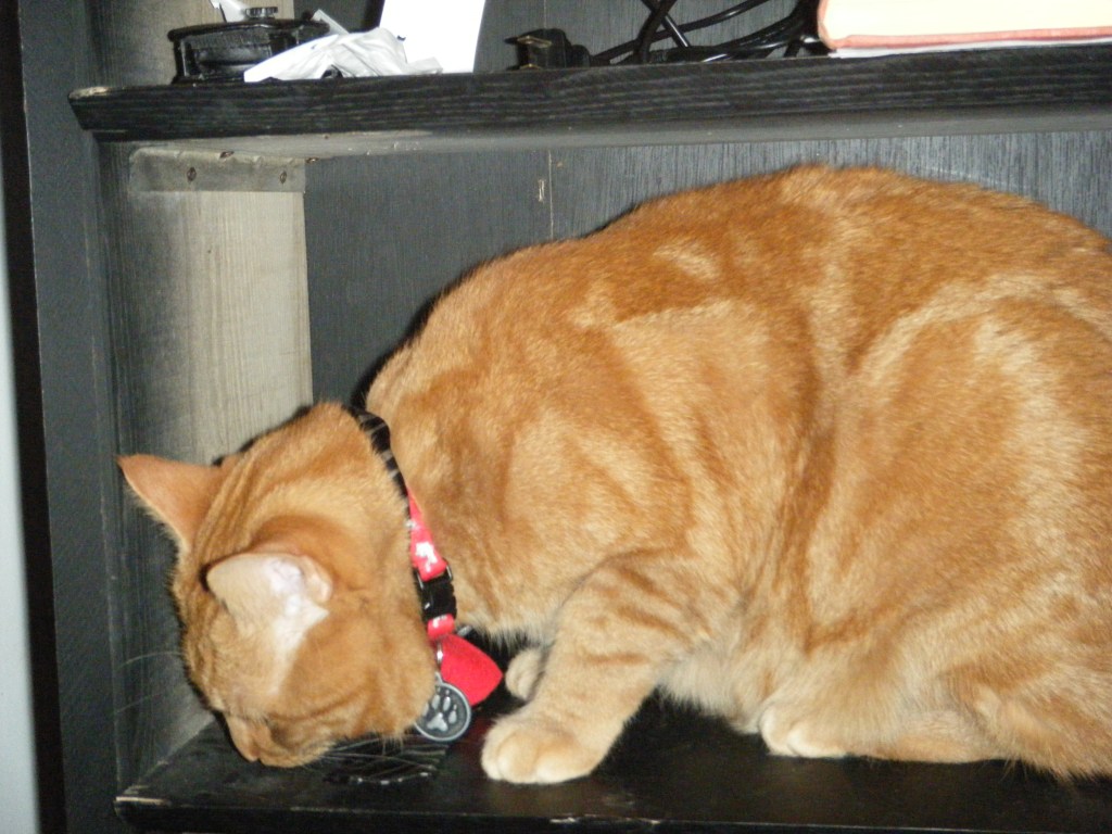 Clément le chat installé dans une étagère vide d'une nouvelle bibliothèque noire.