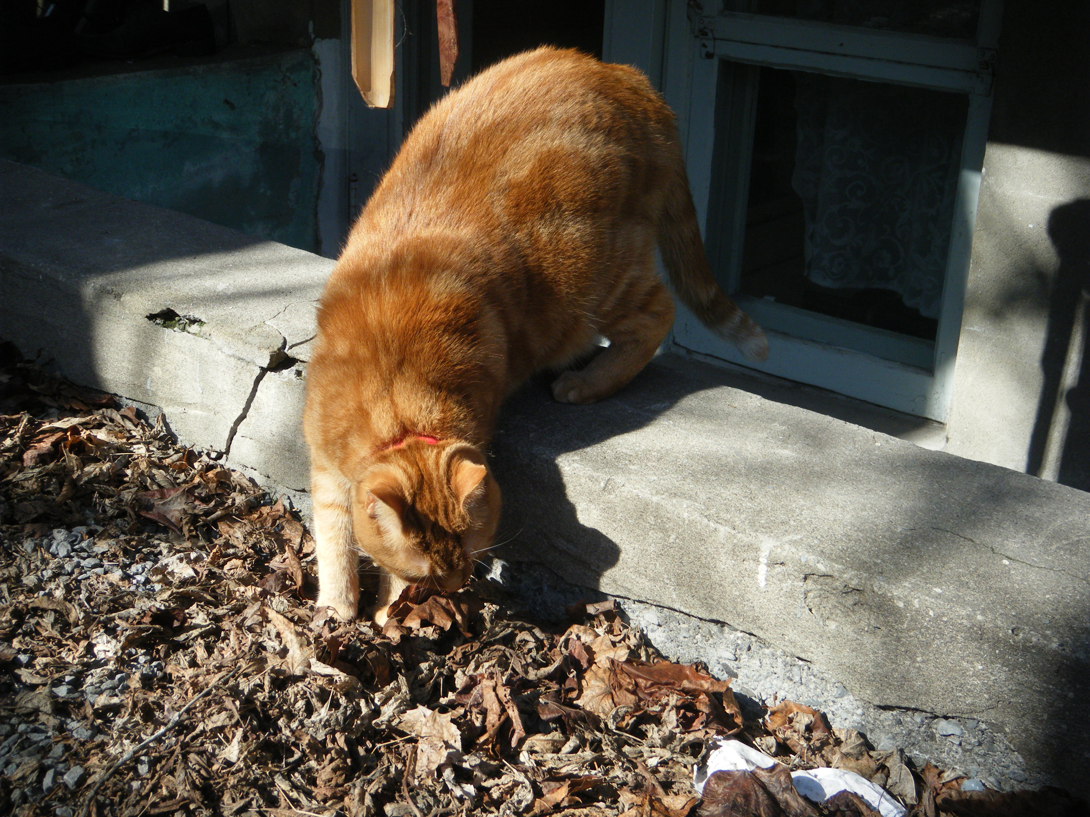 Clément le chat est en partie sur un rebord en béton, en partie sur le sol, le nez tourné vers le sol tapi de feuilles mortes brunes.