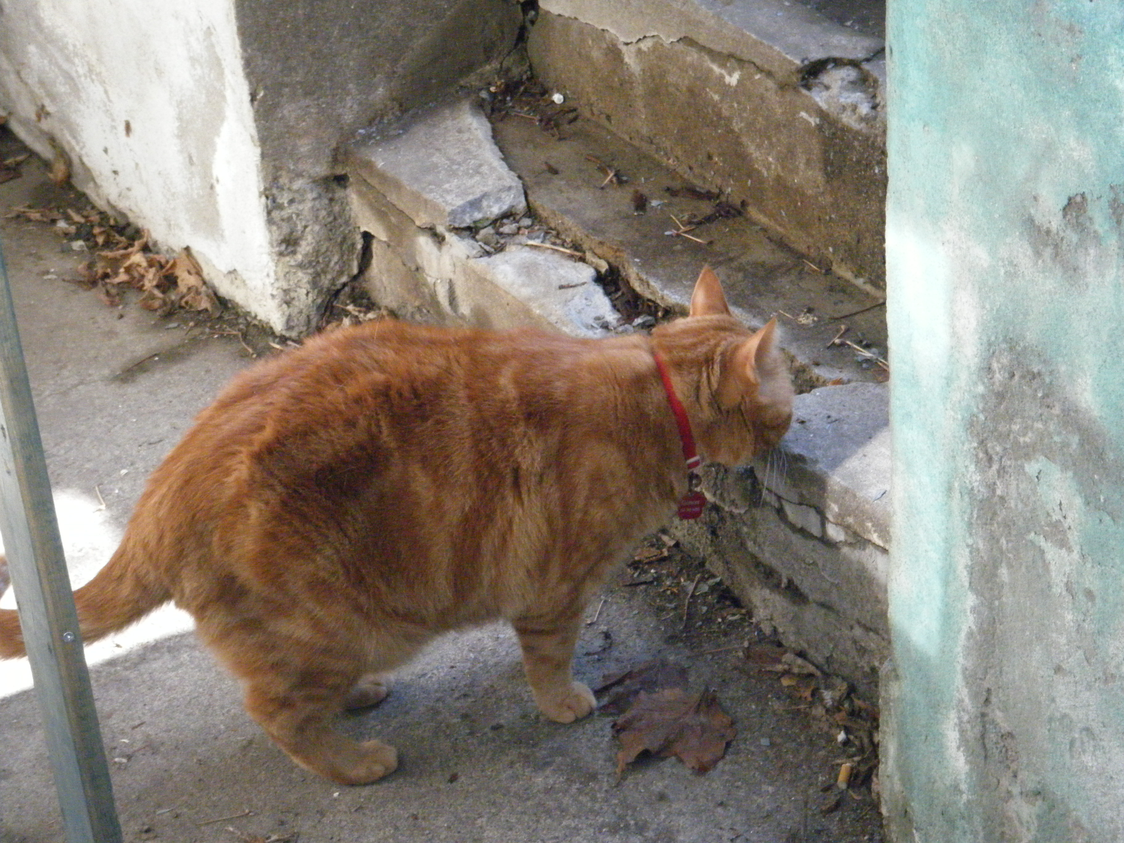 Clément le chat est en train de sentir une marche en béton usé, on le voit de biais, la face cachée par l'angle de sa tête. Au cou, on distingue clairement son collier rouge et on aperçoit le grelot doré et la médaille rouge en forme d'empreinte de patte.