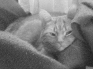 Clément le chat couché en boule à moitié caché dans un nid de couverture.