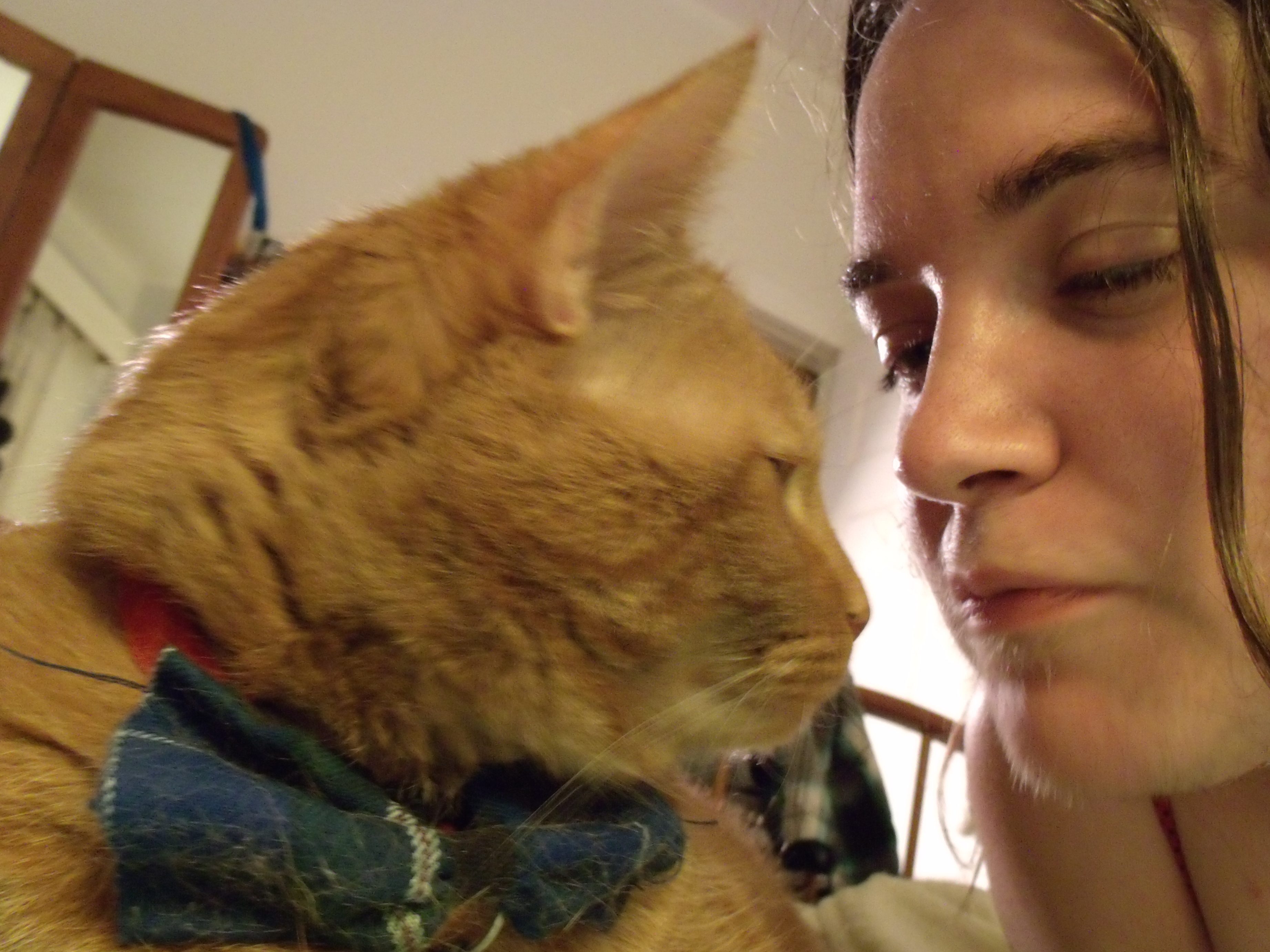 Clément le chat et moi en gros plan se faisant s'échangeant un bisou à distance. Clément porte son noeud papillon.