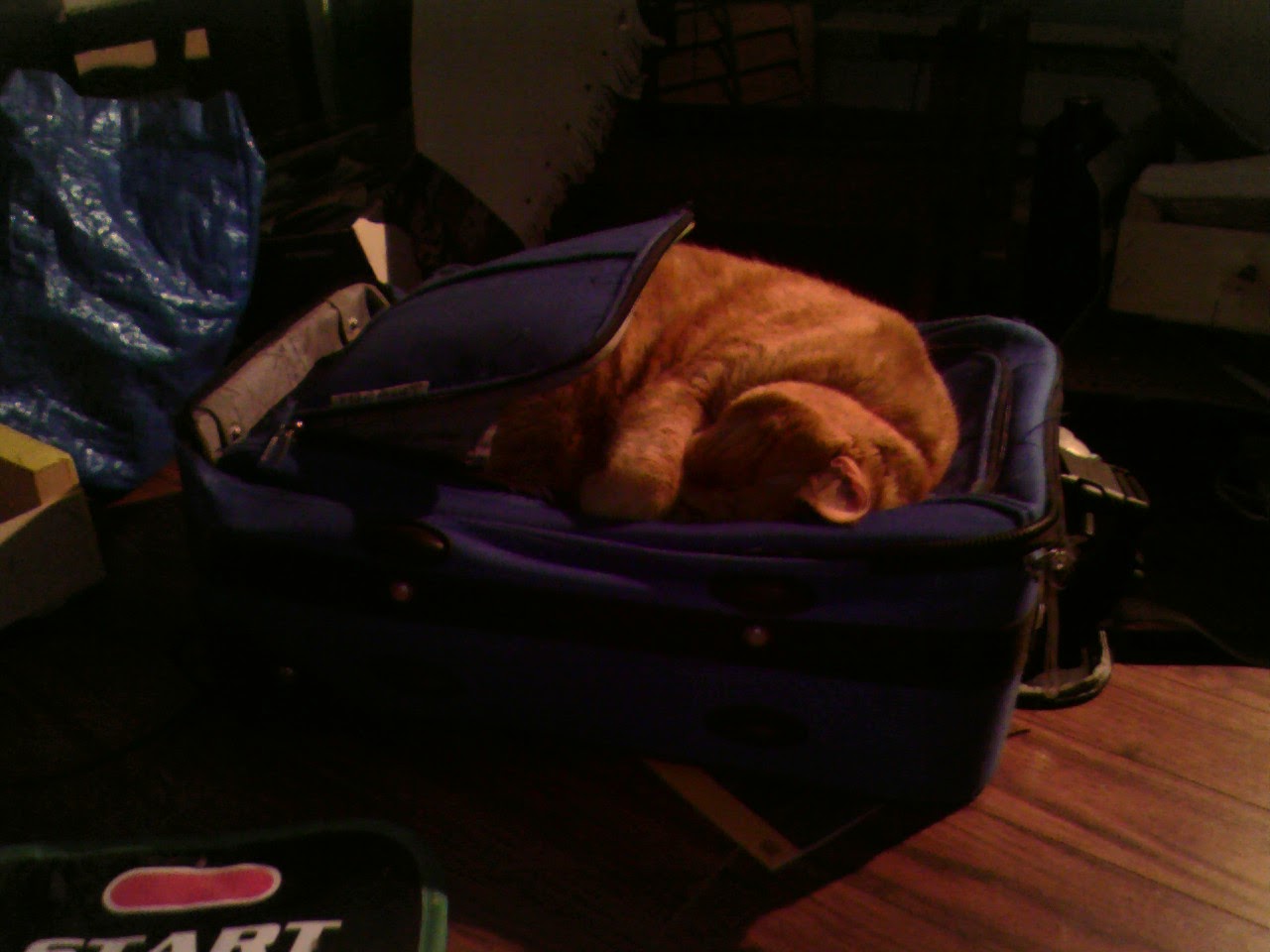 Clément le chat est à moitié allongé dans la petite pochette avant d'une valise, roulé en boule, yeux clos.