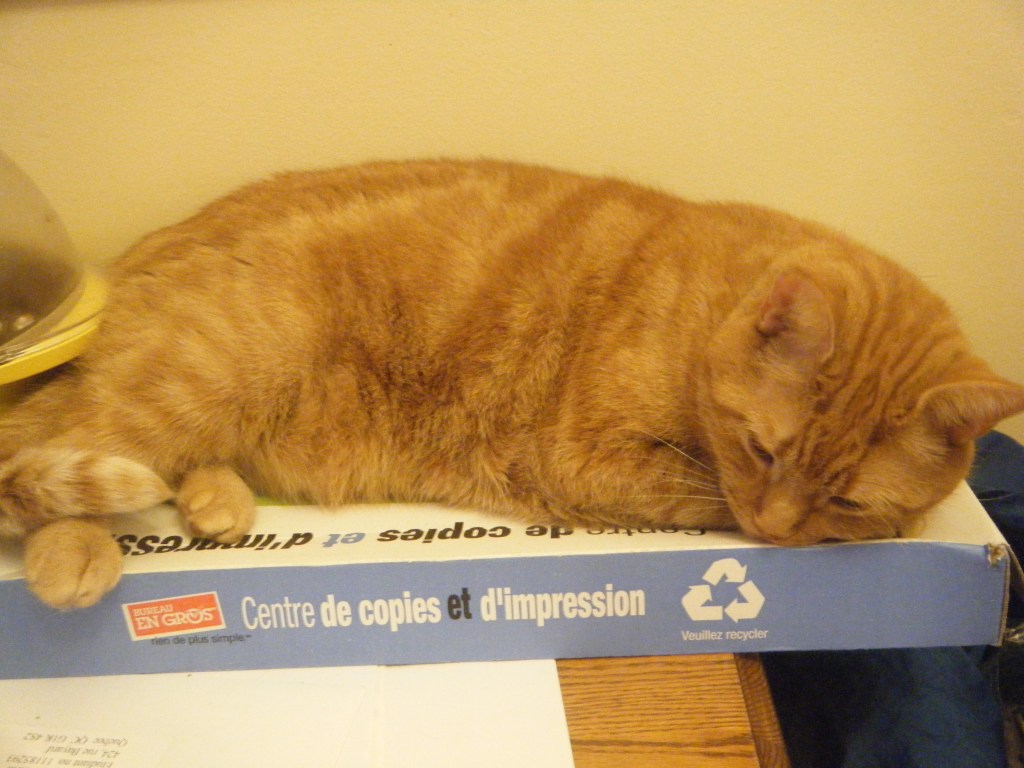 Clément le chat est étendu sur une boîte mince et longue, fait pour le papier de format légal.