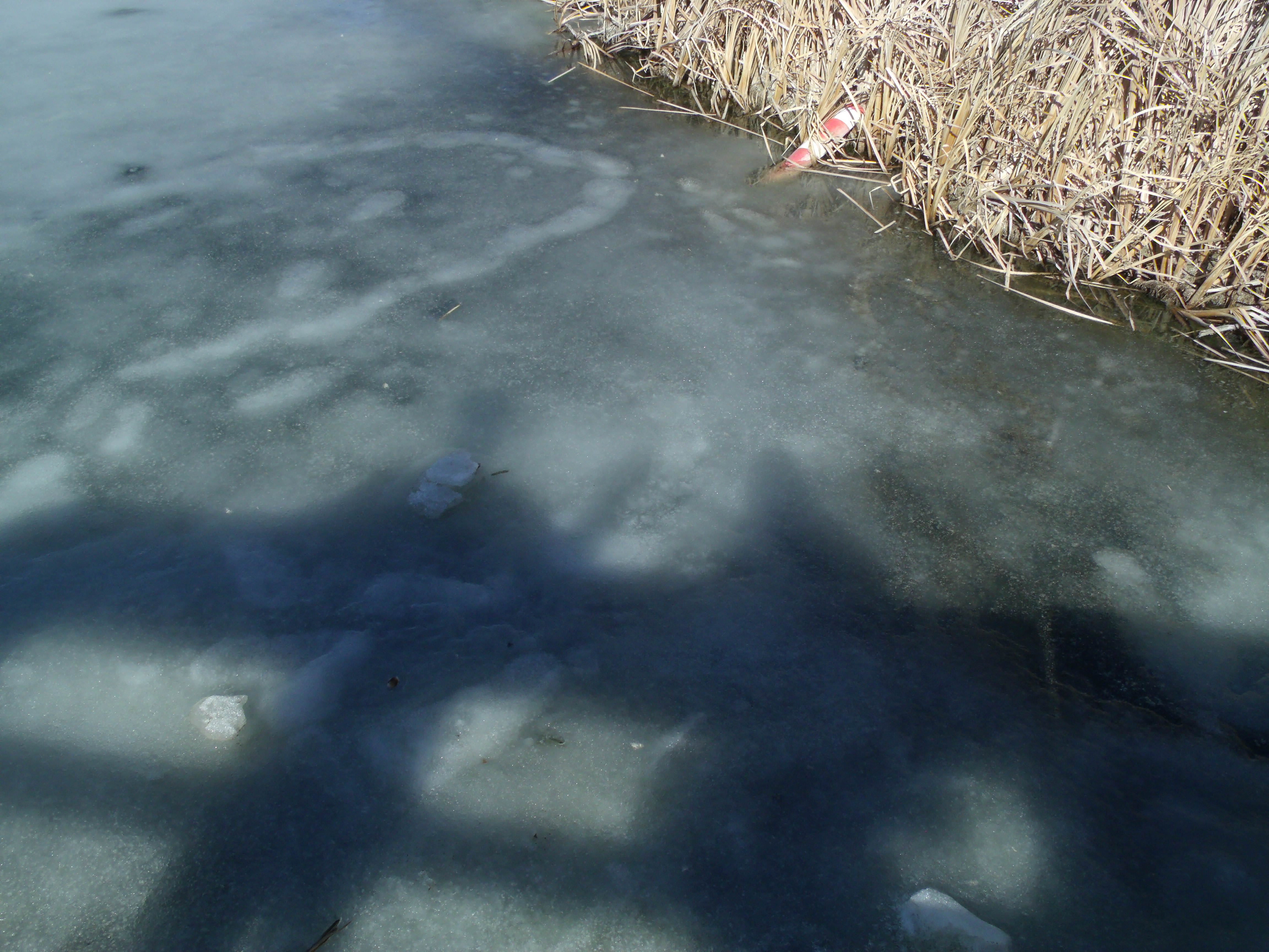 L'ombre de mon conjoint et la mienne, du haut de la promenade en bois clôturée, se réflètent sur la surface encore glacée de la mare au Lois Hole Centennial provincial park.
