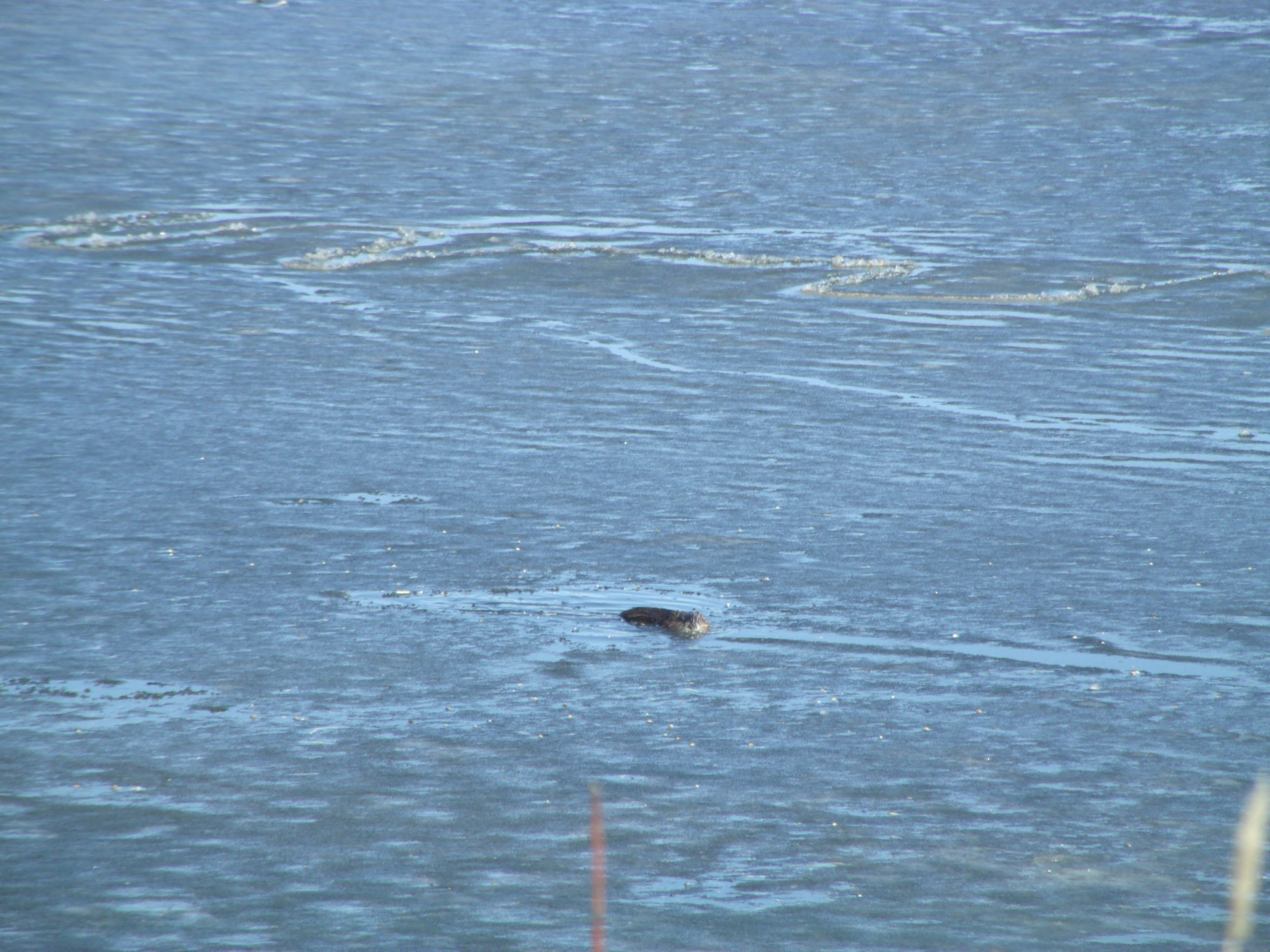 Un rat musqué nage paisiblement, directement face à nous, dans Big Lake au Loois Hole centennial park.