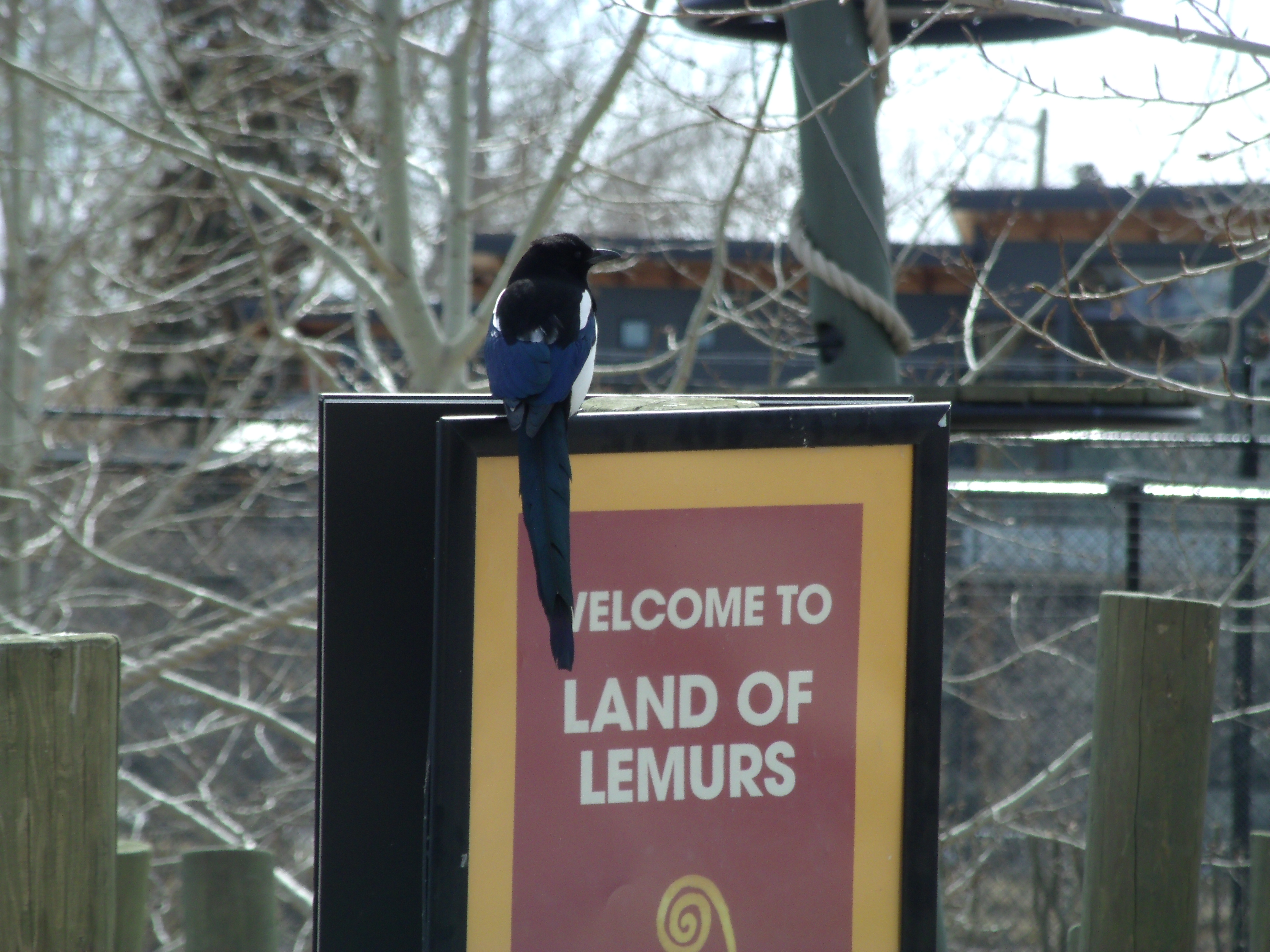 Une pie au plumage avec la pointe des ailes bleues presque électriques et blanc sur le ventre, vu de dos, tête de biais, est perché sur le signe annonçant le pays des lémurs.