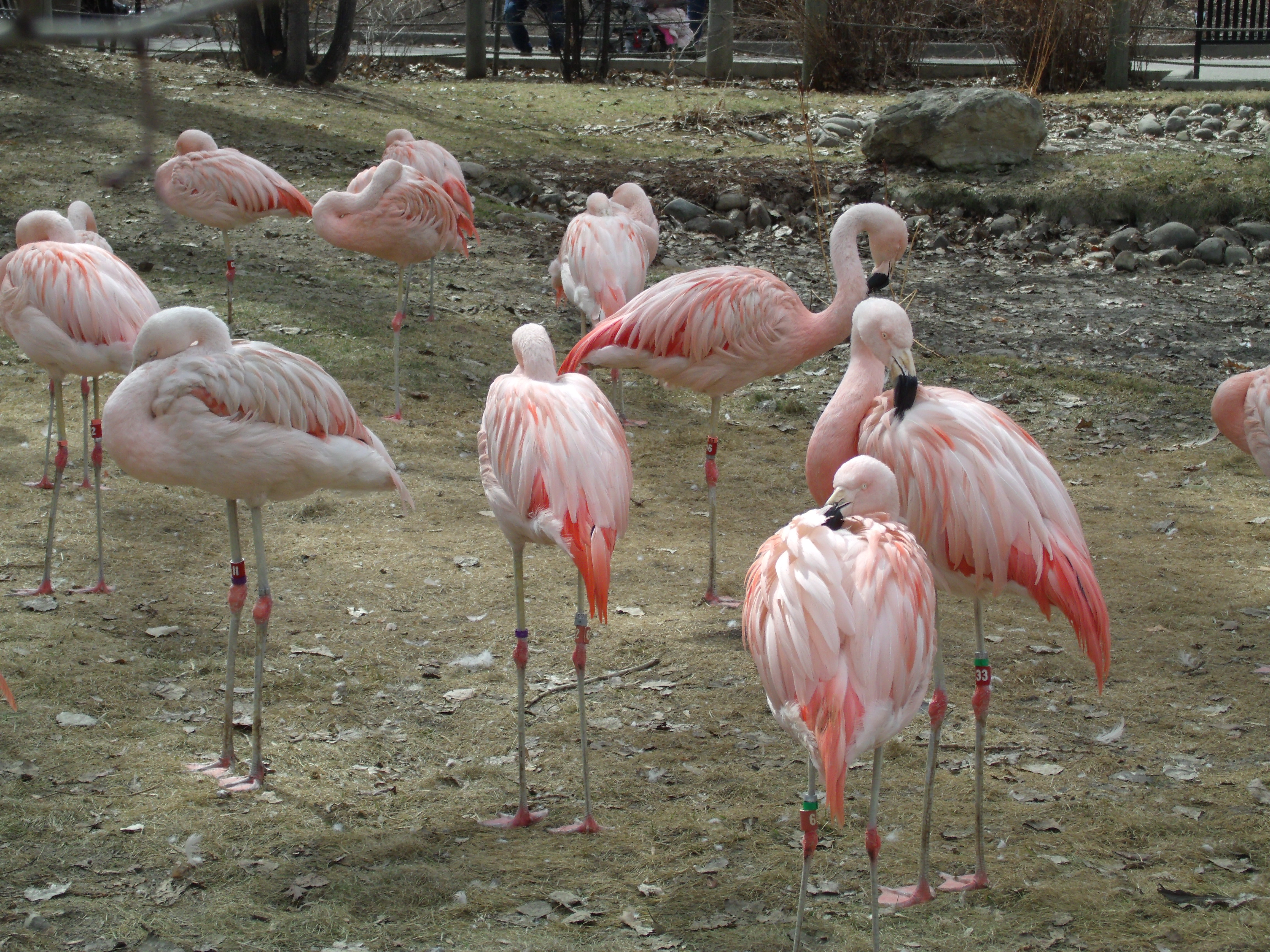 Une dizaine de flamands roses debout en train de dormir ou de se nettoyer