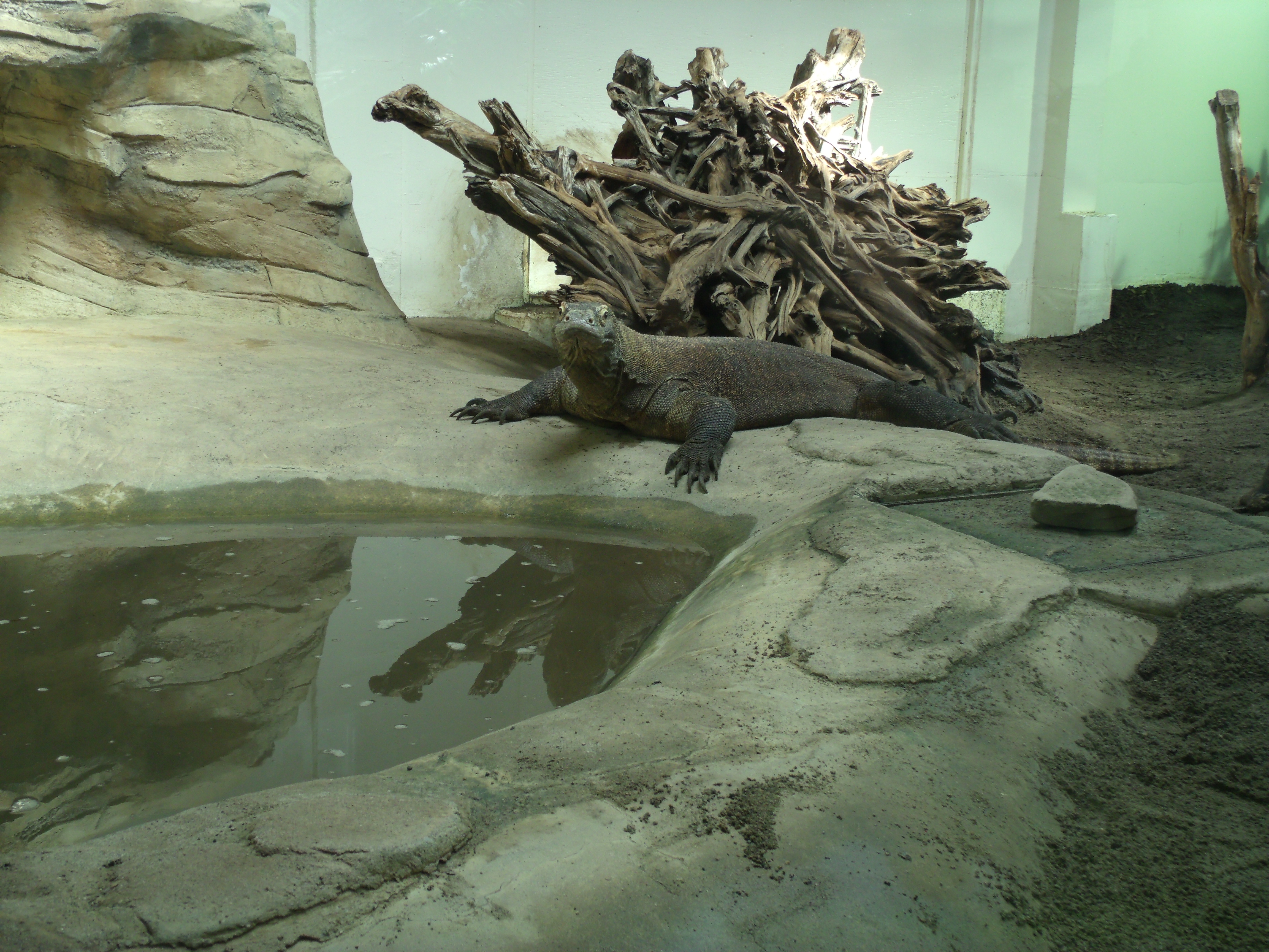 Le dragon du Komodo est allongé sur la fausse pierre de son habitat artificiel, devant un bassin où on peut voir en partie son reflet.