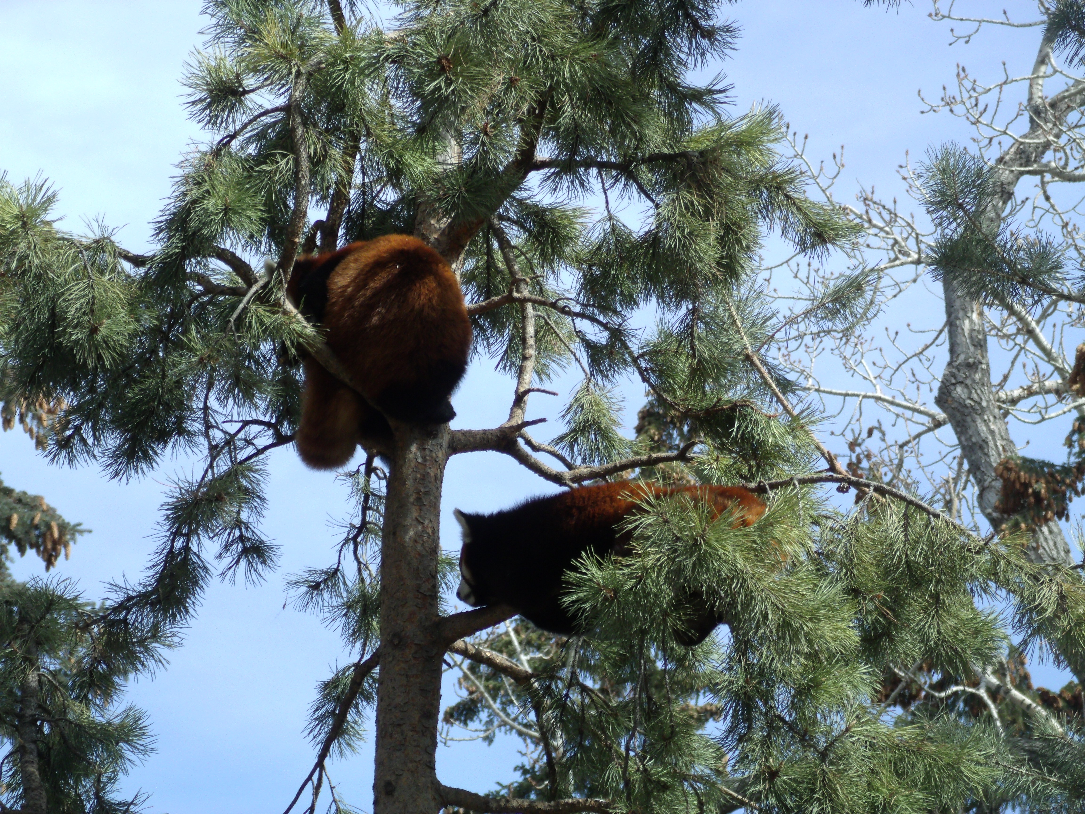 Deux pandas roux somnolent sur leur branche respective d'un pin, l'un vu de dos avec un bout de queue qui pend, l'autre on voit un peu son visage de profil